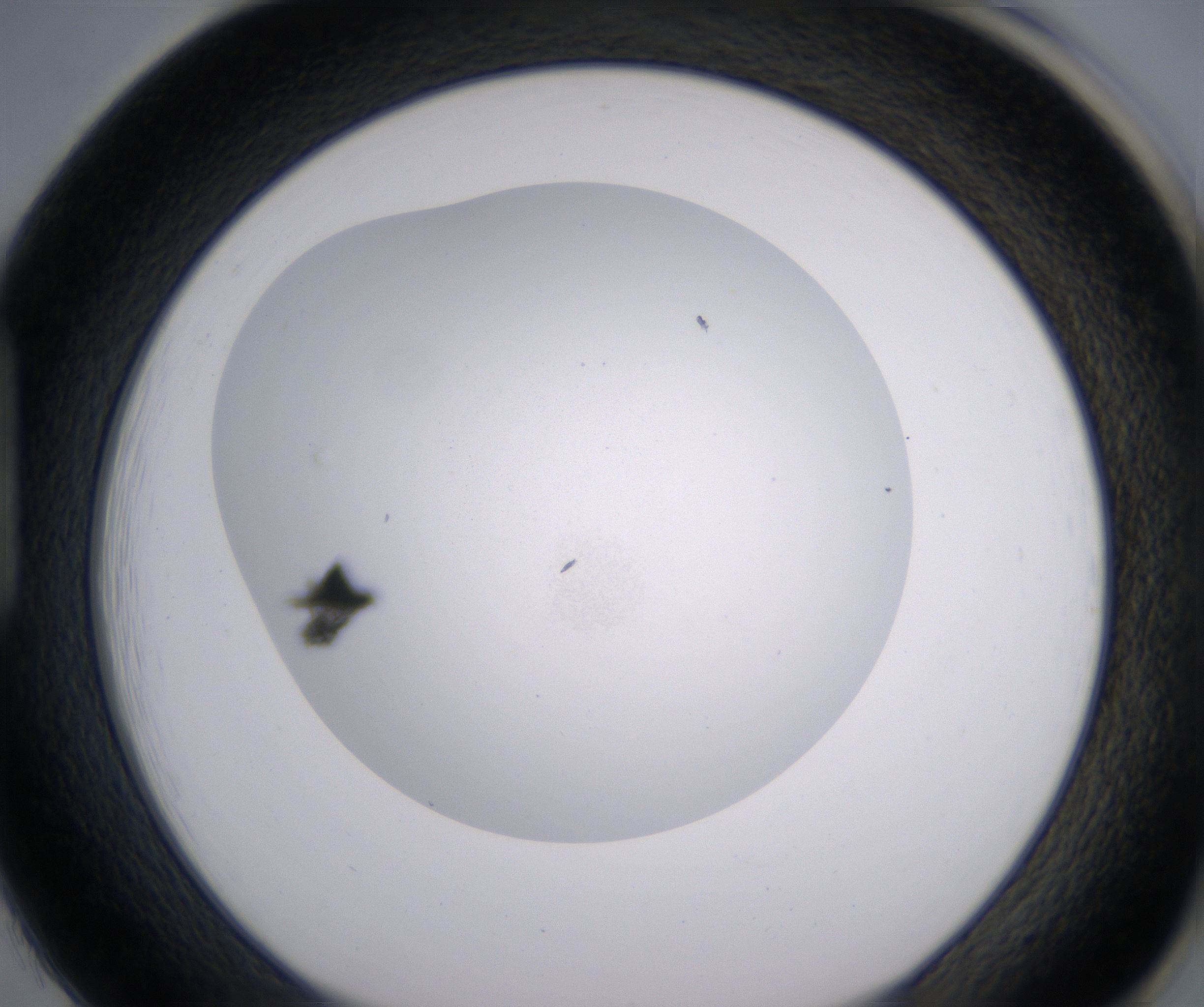 H1_HighResolution_Precipitate_1.jpg