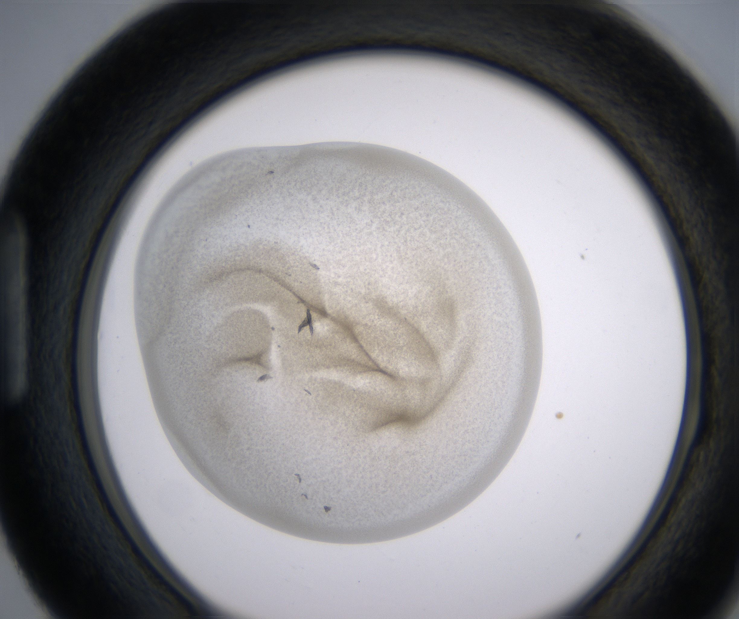 H3_HighResolution_Precipitate_1.jpg