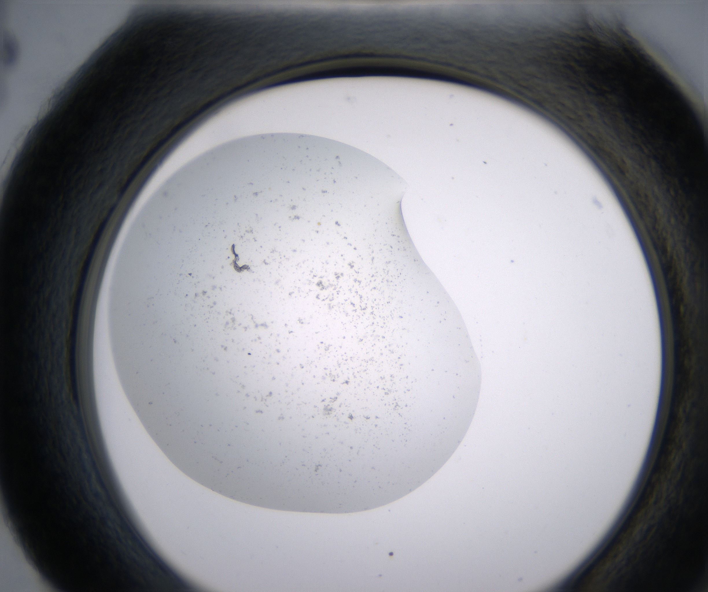 H4_HighResolution_Precipitate_2.jpg