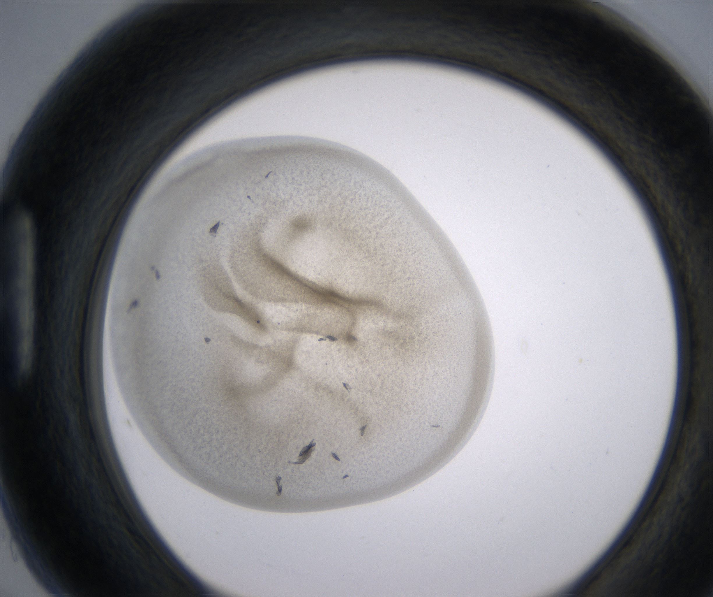 H5_HighResolution_Precipitate_1.jpg