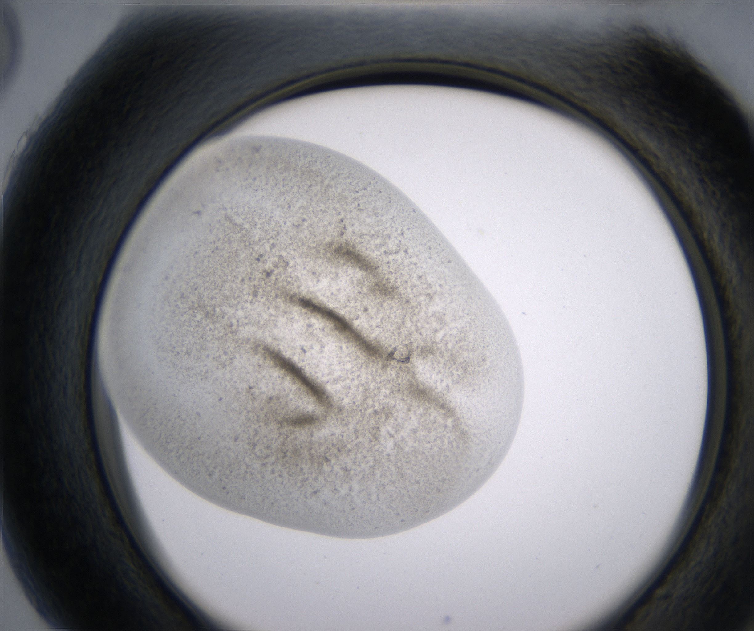 H5_HighResolution_Precipitate_2.jpg