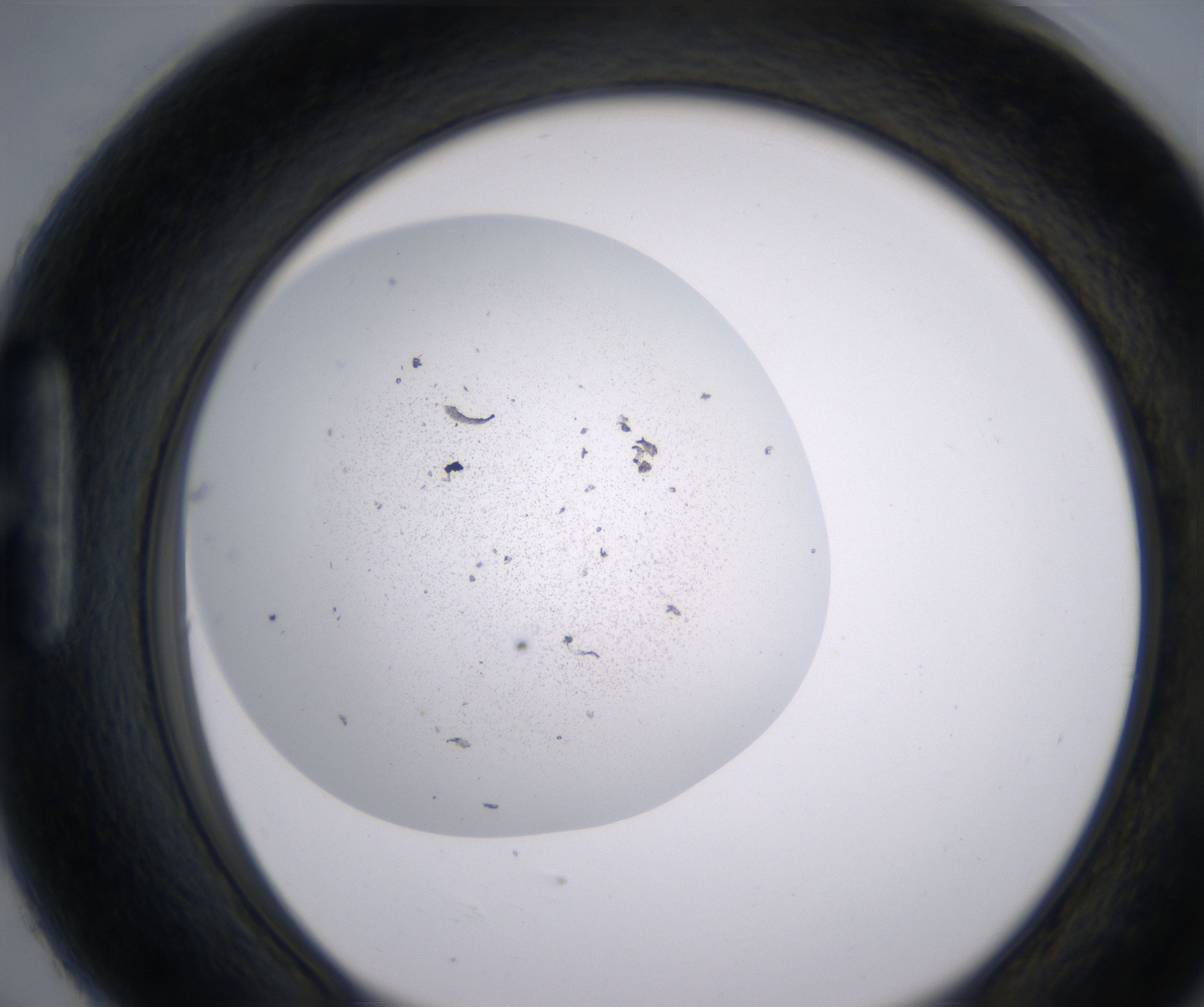 H6_HighResolution_Precipitate_1.jpg