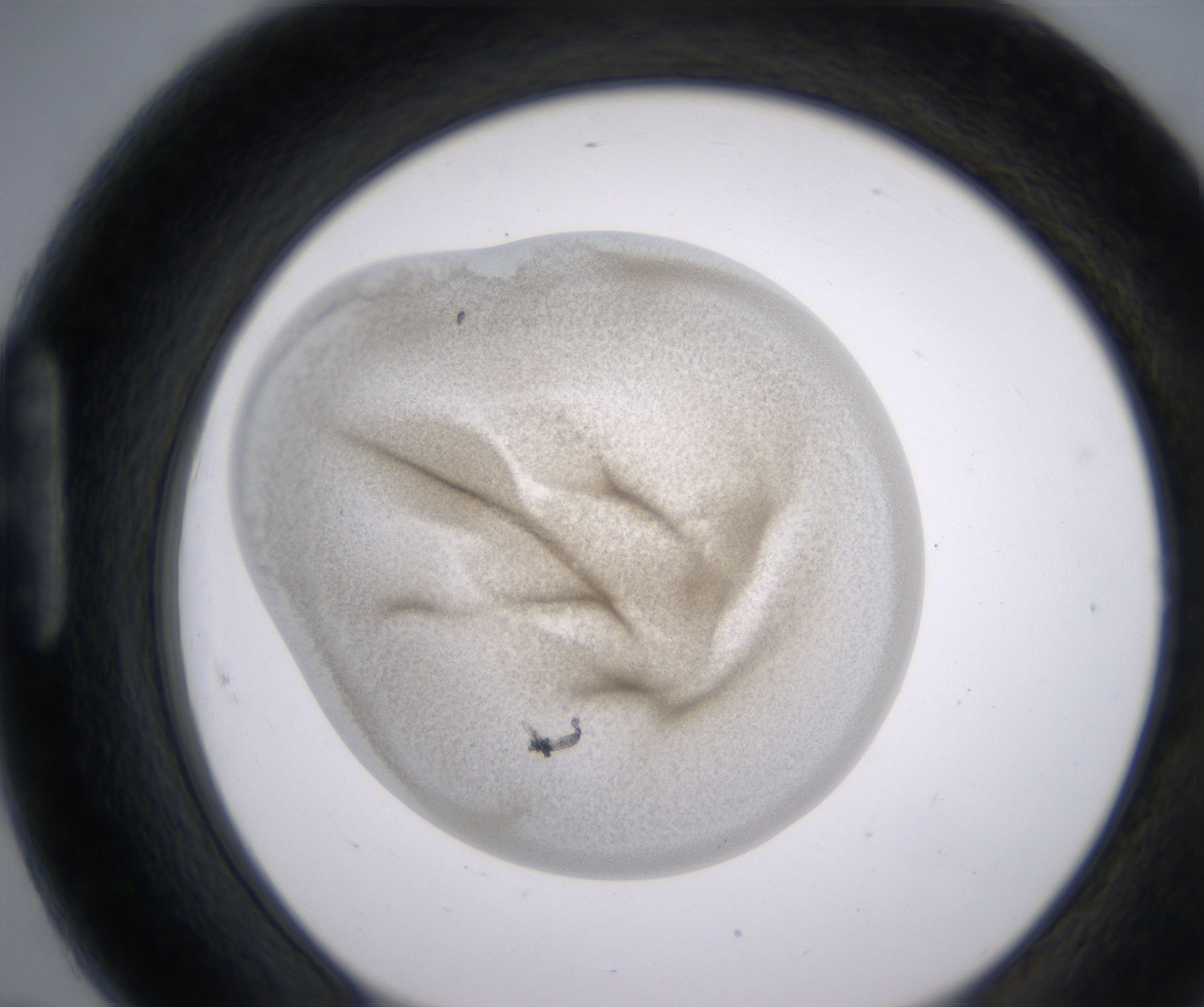 H7_HighResolution_Precipitate_1.jpg