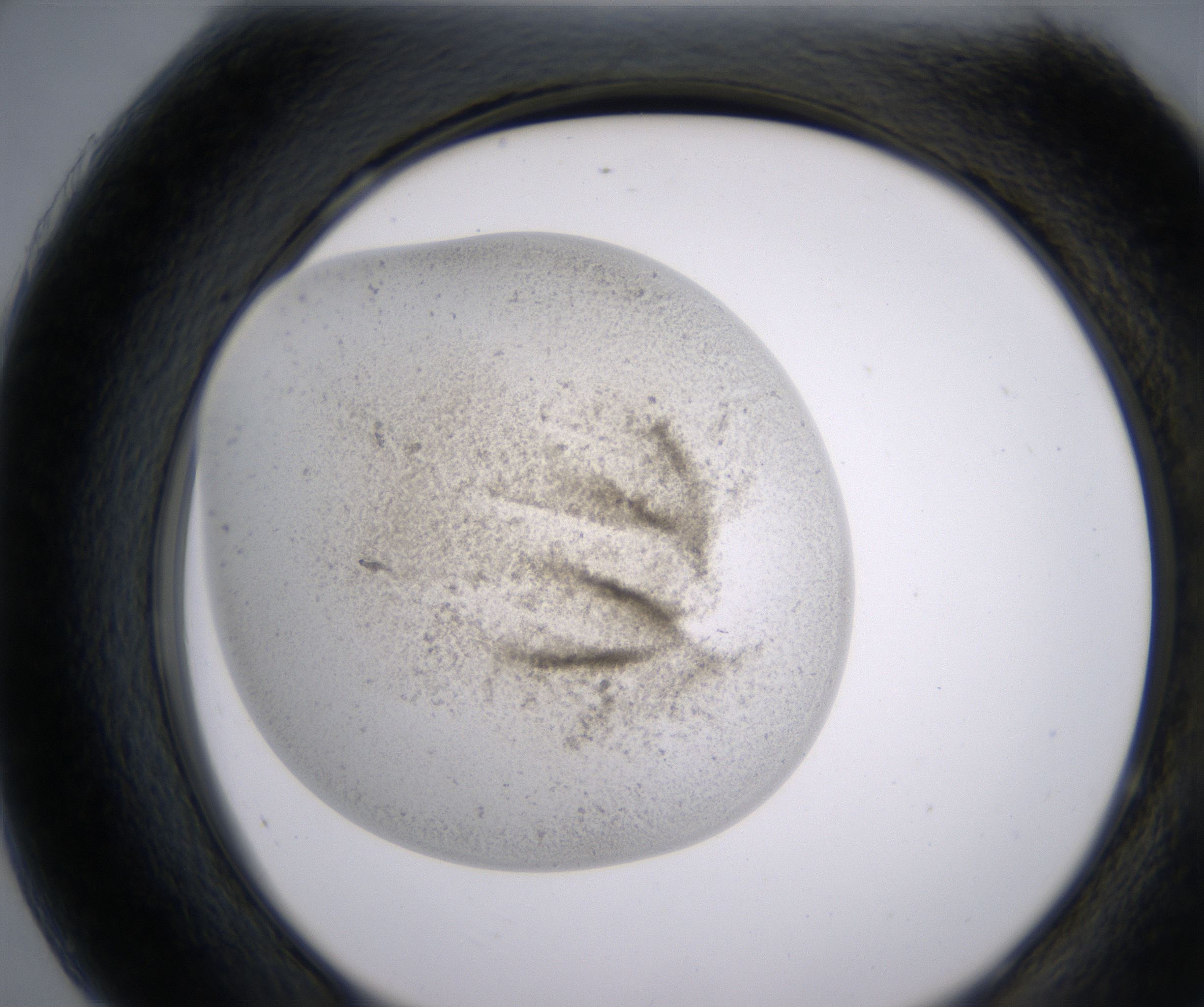 H7_HighResolution_Precipitate_2.jpg