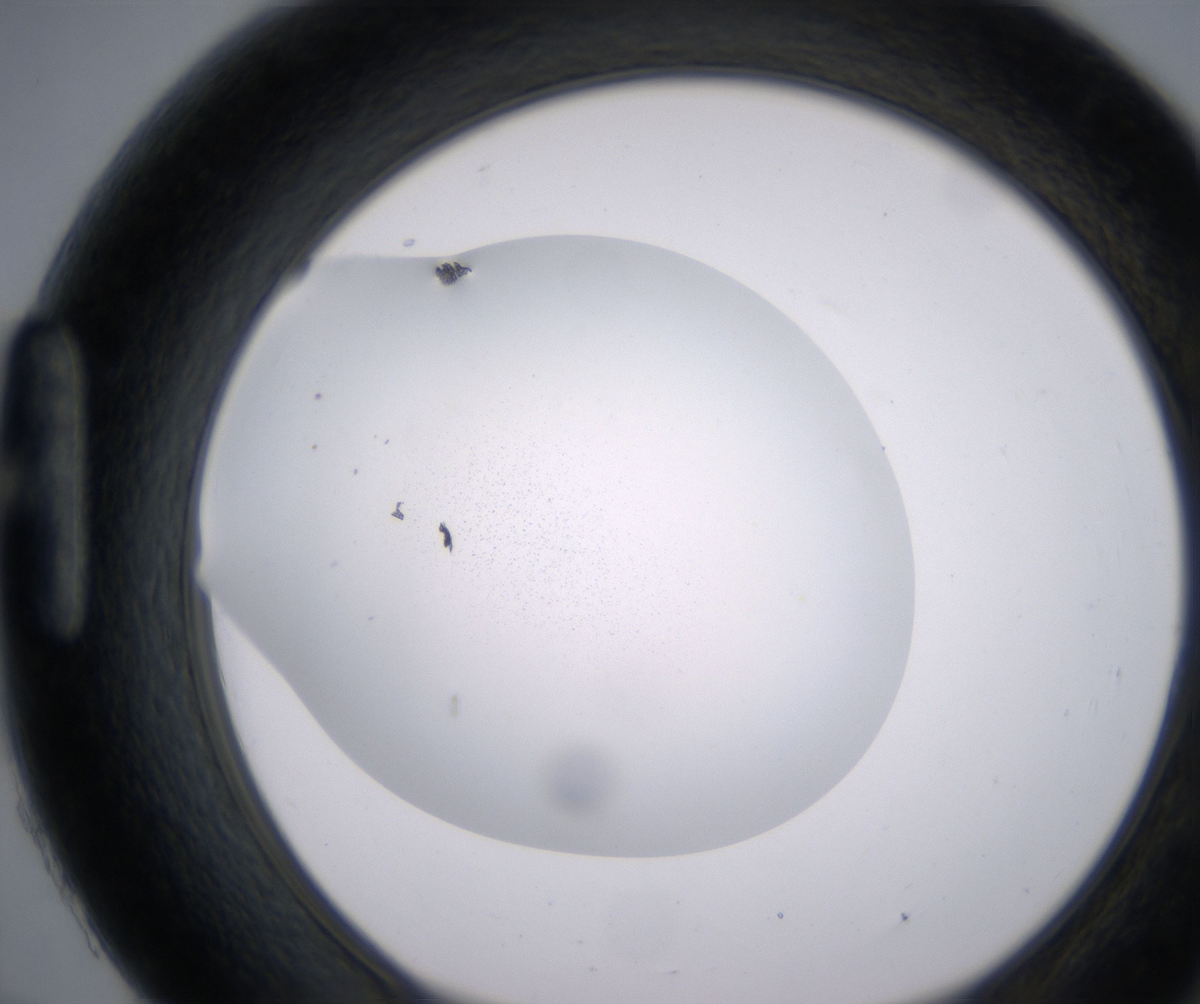 H9_HighResolution_Precipitate_1.jpg