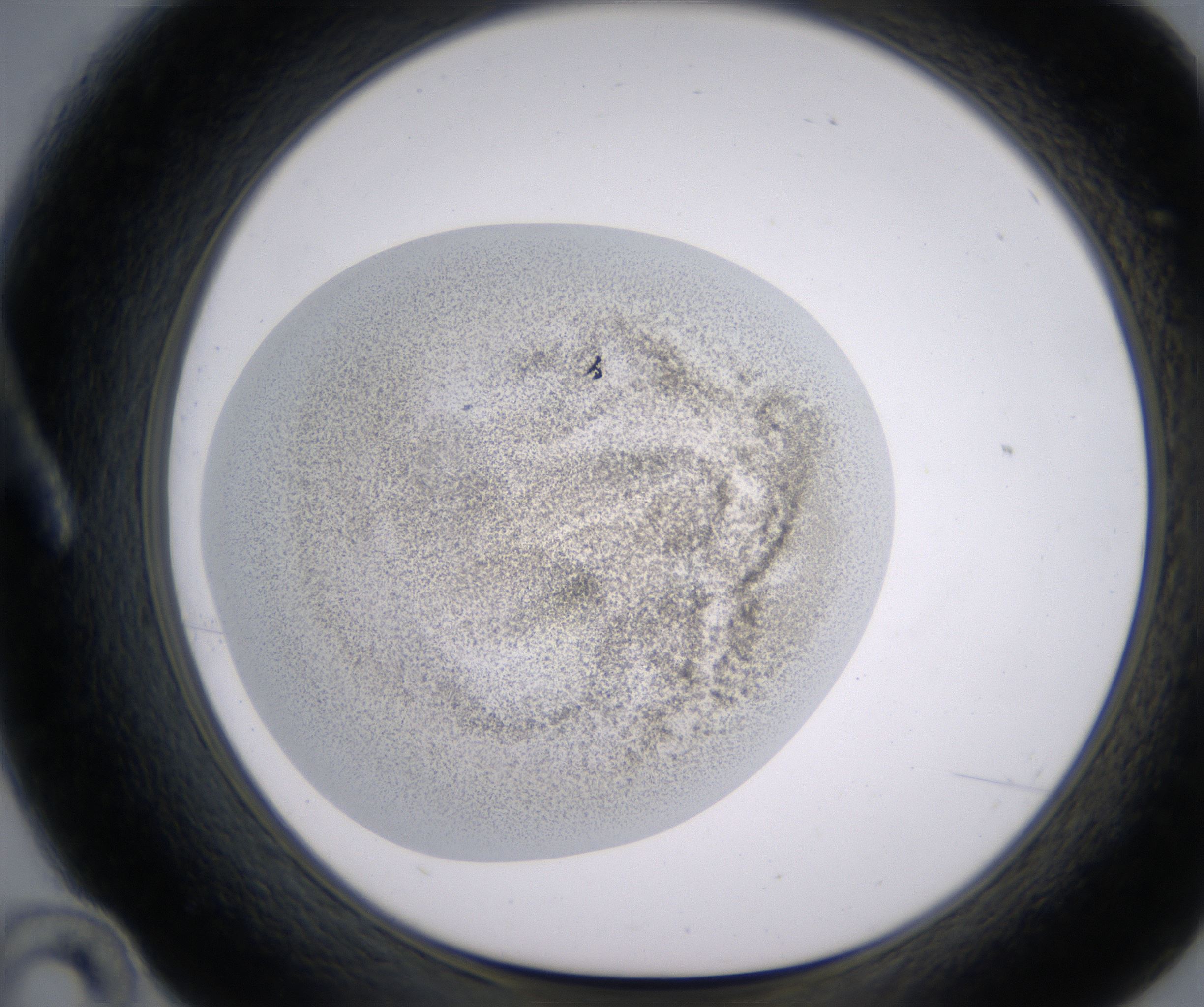 A10_HighResolution_Precipitate_1.jpg
