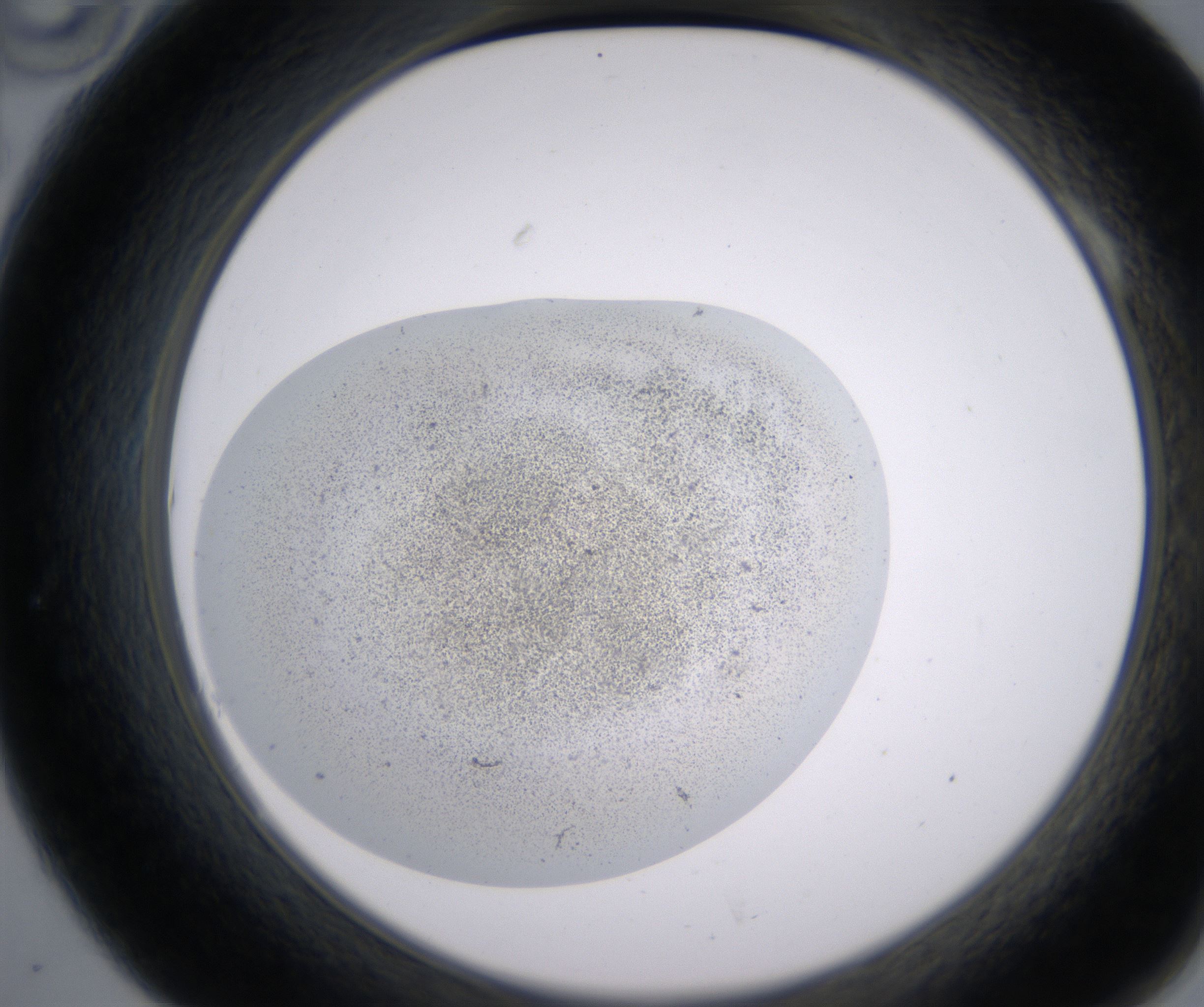 A10_HighResolution_Precipitate_2.jpg