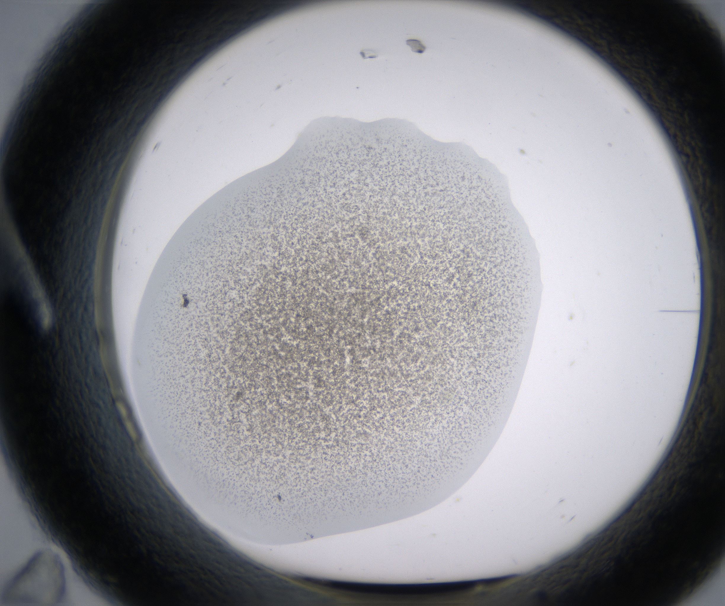 A11_HighResolution_Precipitate_1.jpg