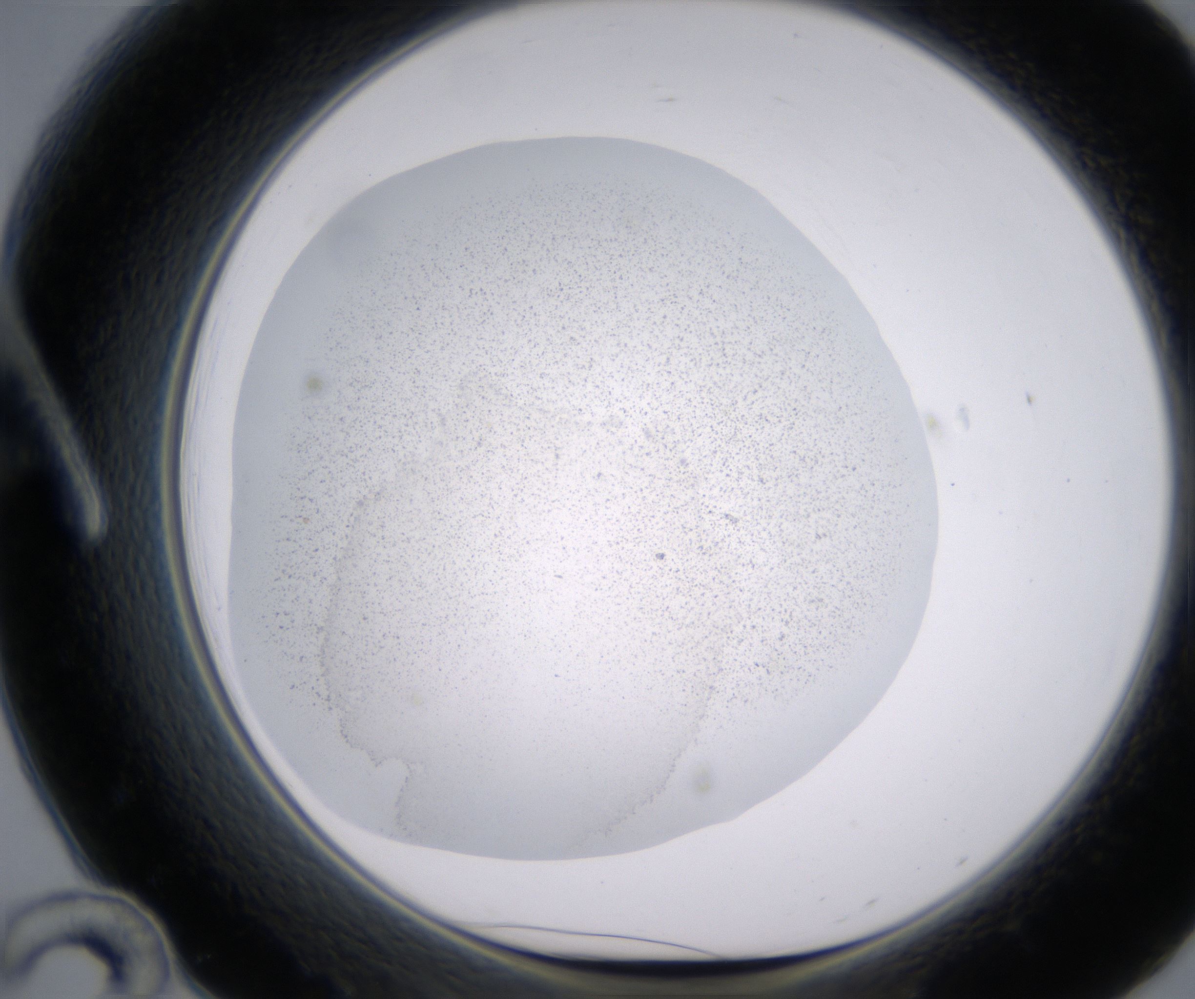 A12_HighResolution_Precipitate_1.jpg