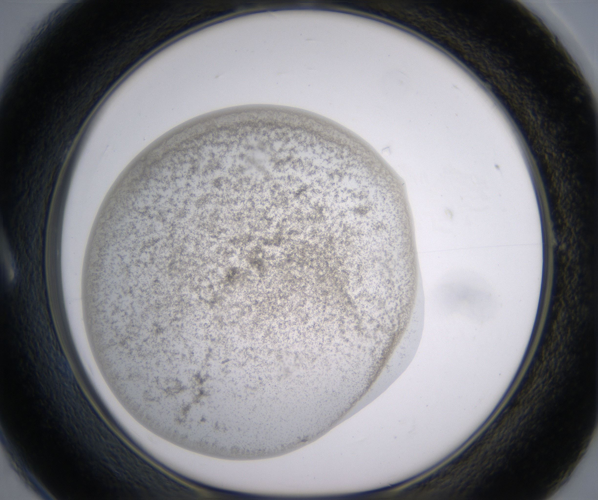 A1_HighResolution_Precipitate_1.jpg