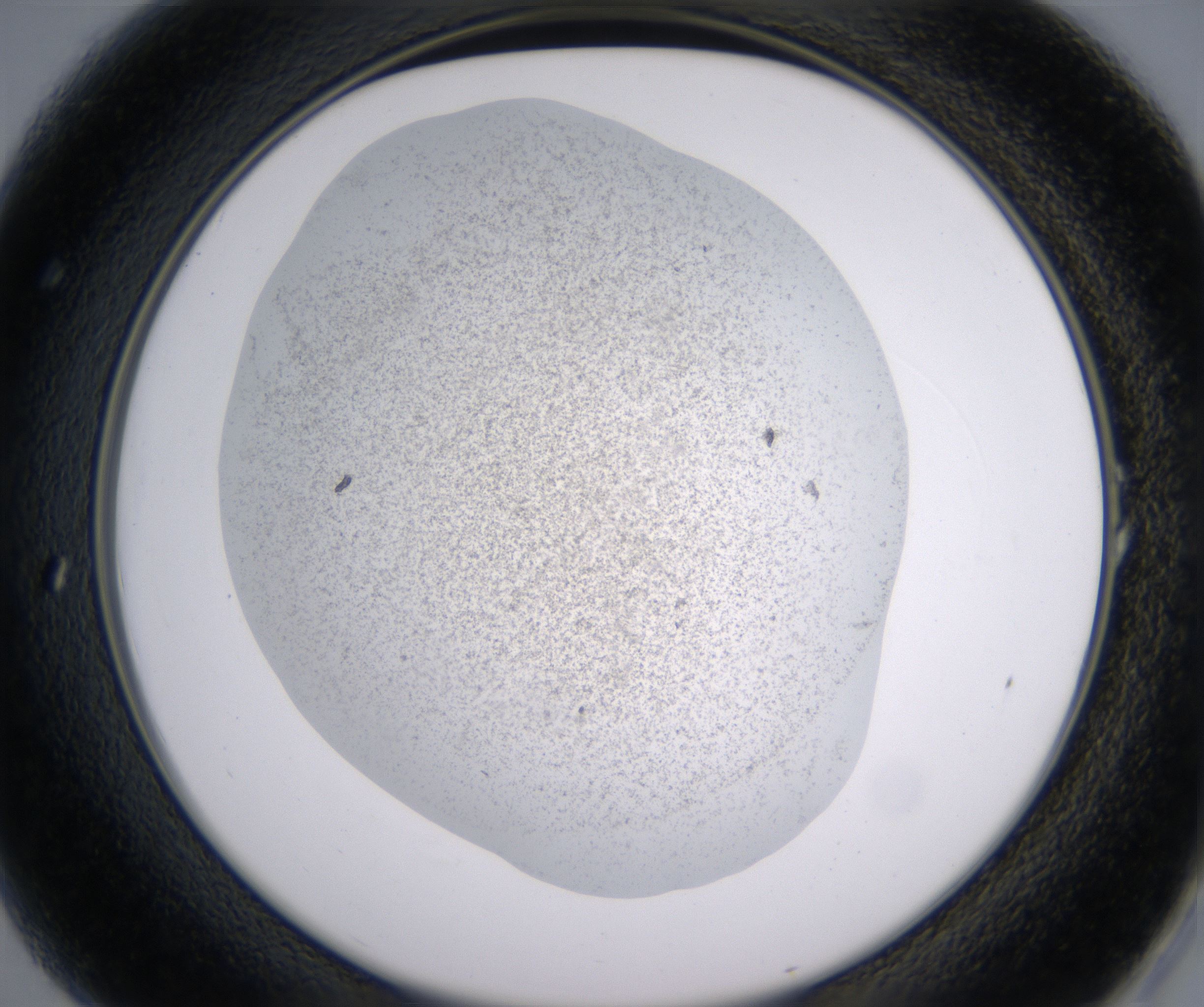 A1_HighResolution_Precipitate_2.jpg