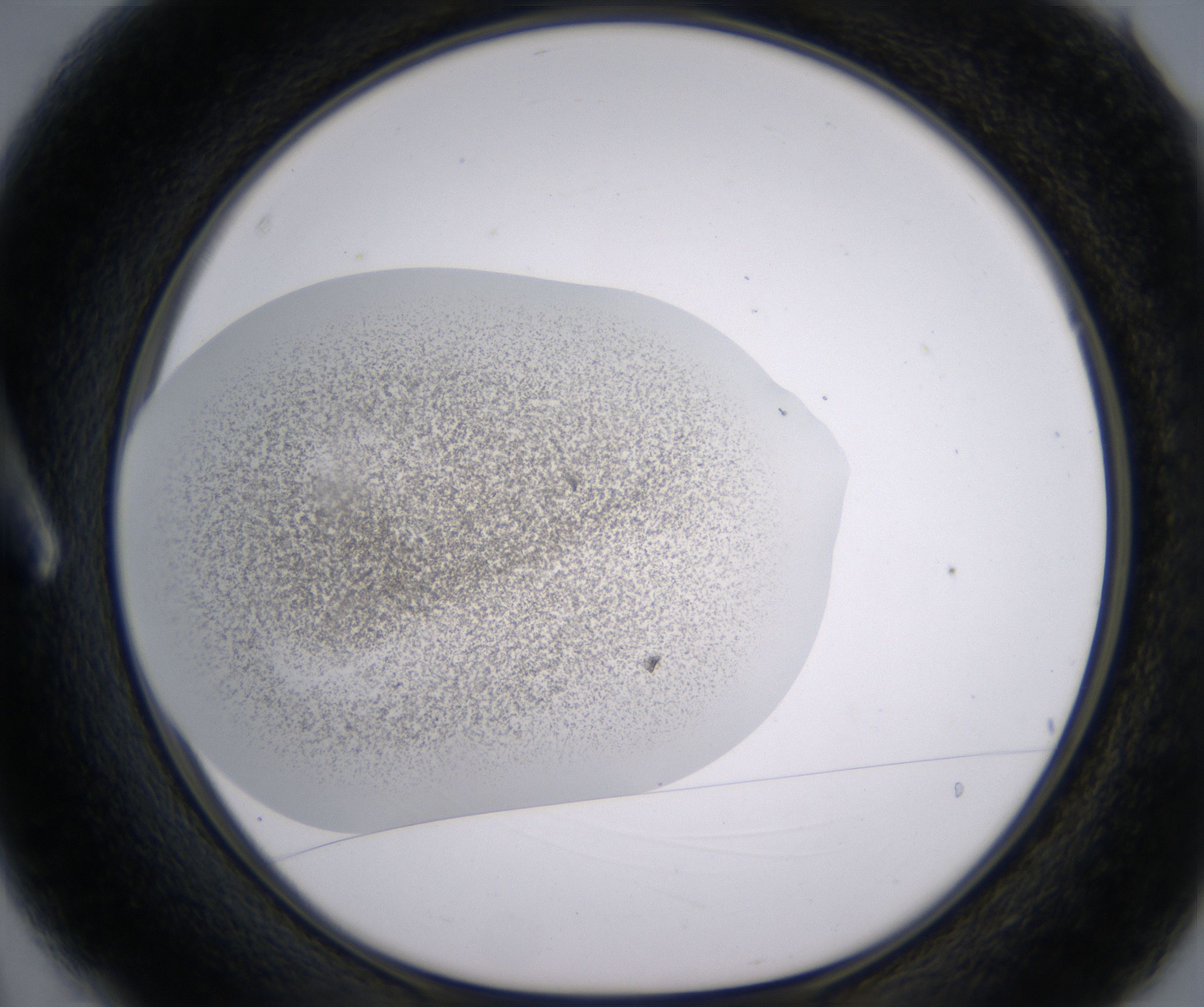A3_HighResolution_Precipitate_1.jpg