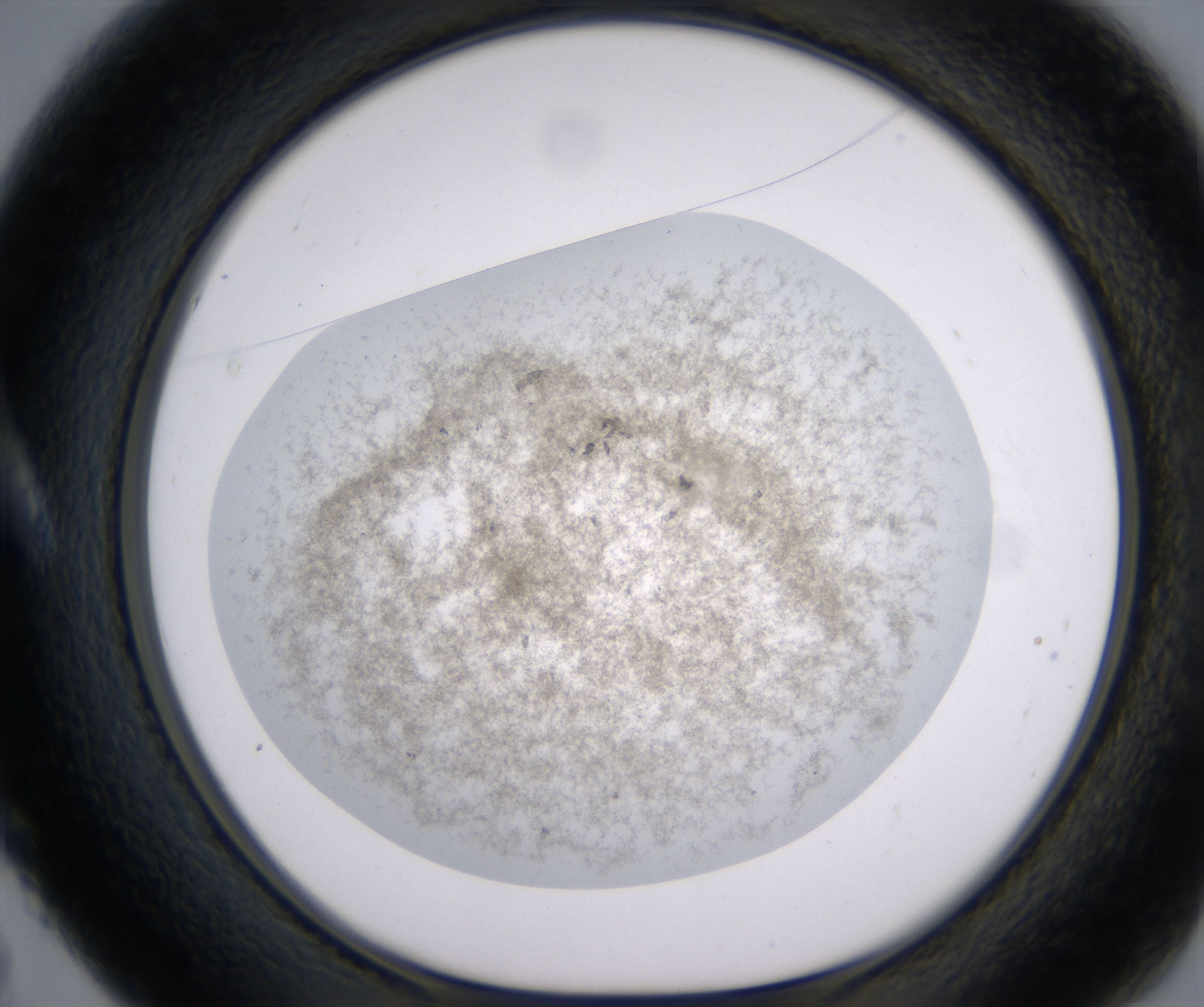 A5_HighResolution_Precipitate_1.jpg