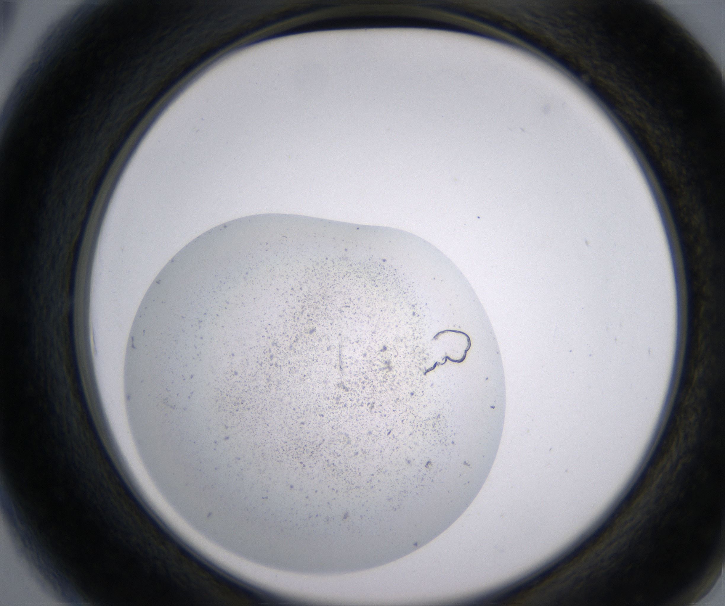 A6_HighResolution_Precipitate_2.jpg