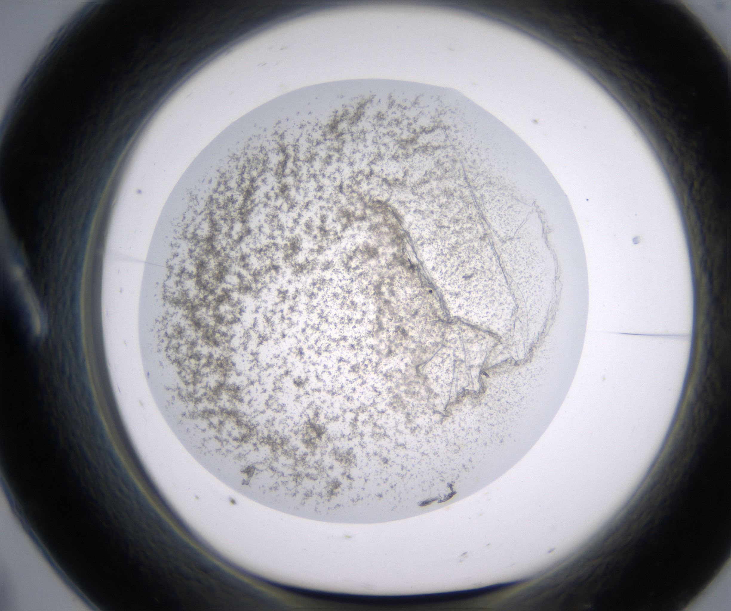 A8_HighResolution_Precipitate_1.jpg