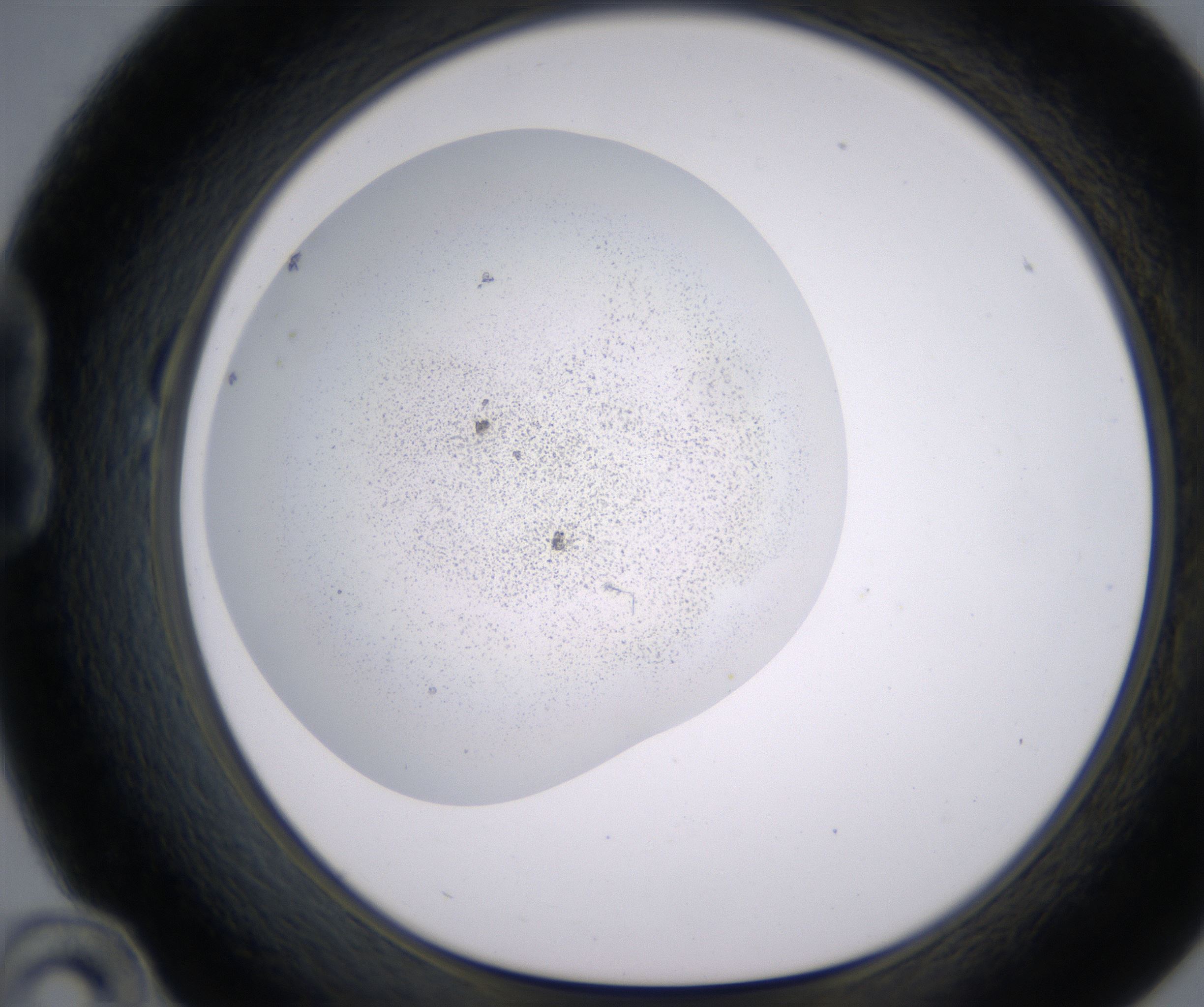 B10_HighResolution_Precipitate_1.jpg