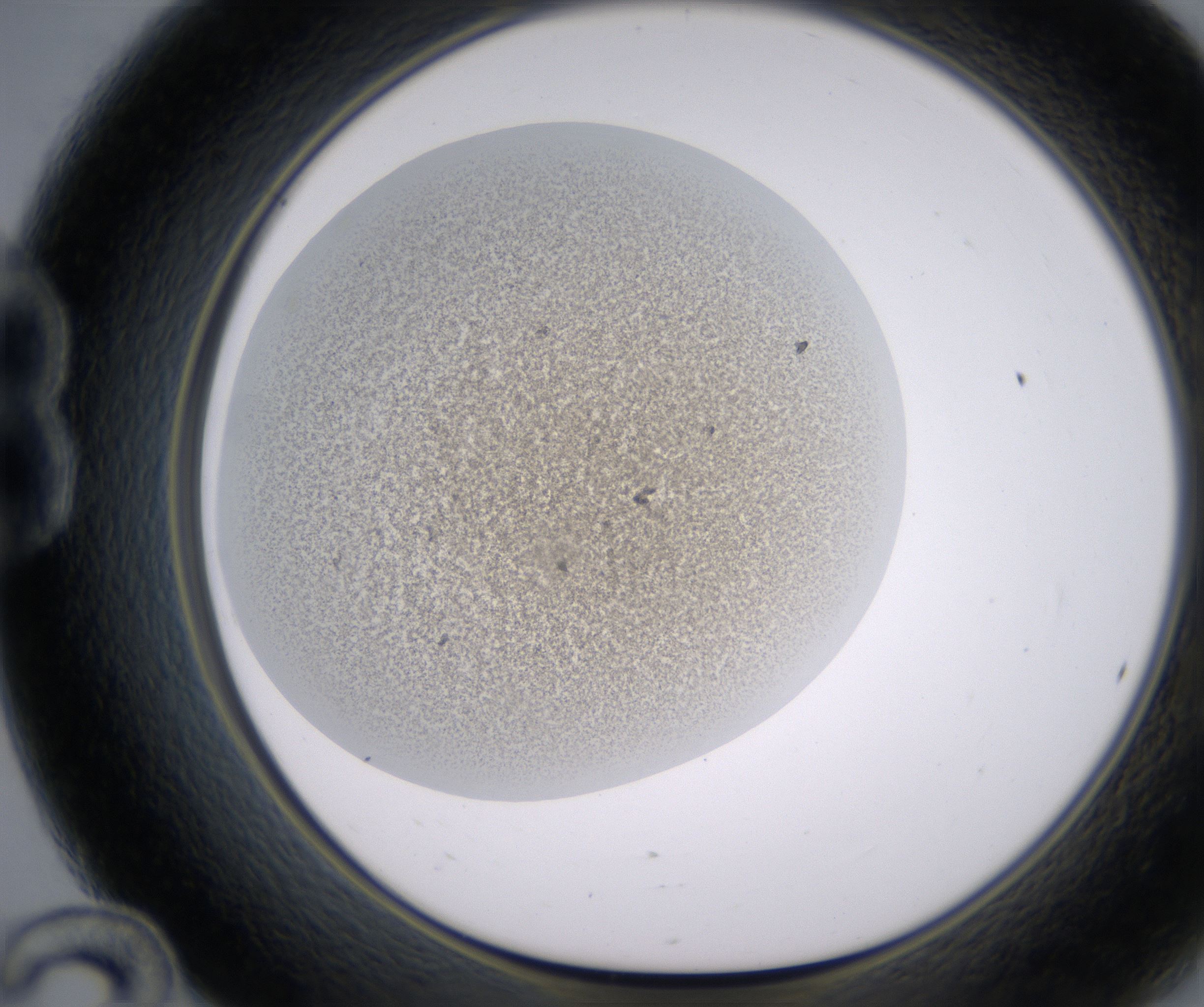 B12_HighResolution_Precipitate_1.jpg