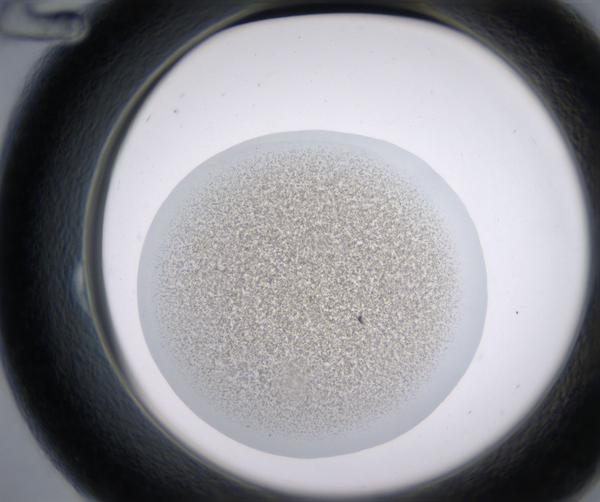 B12_HighResolution_Precipitate_2.jpg