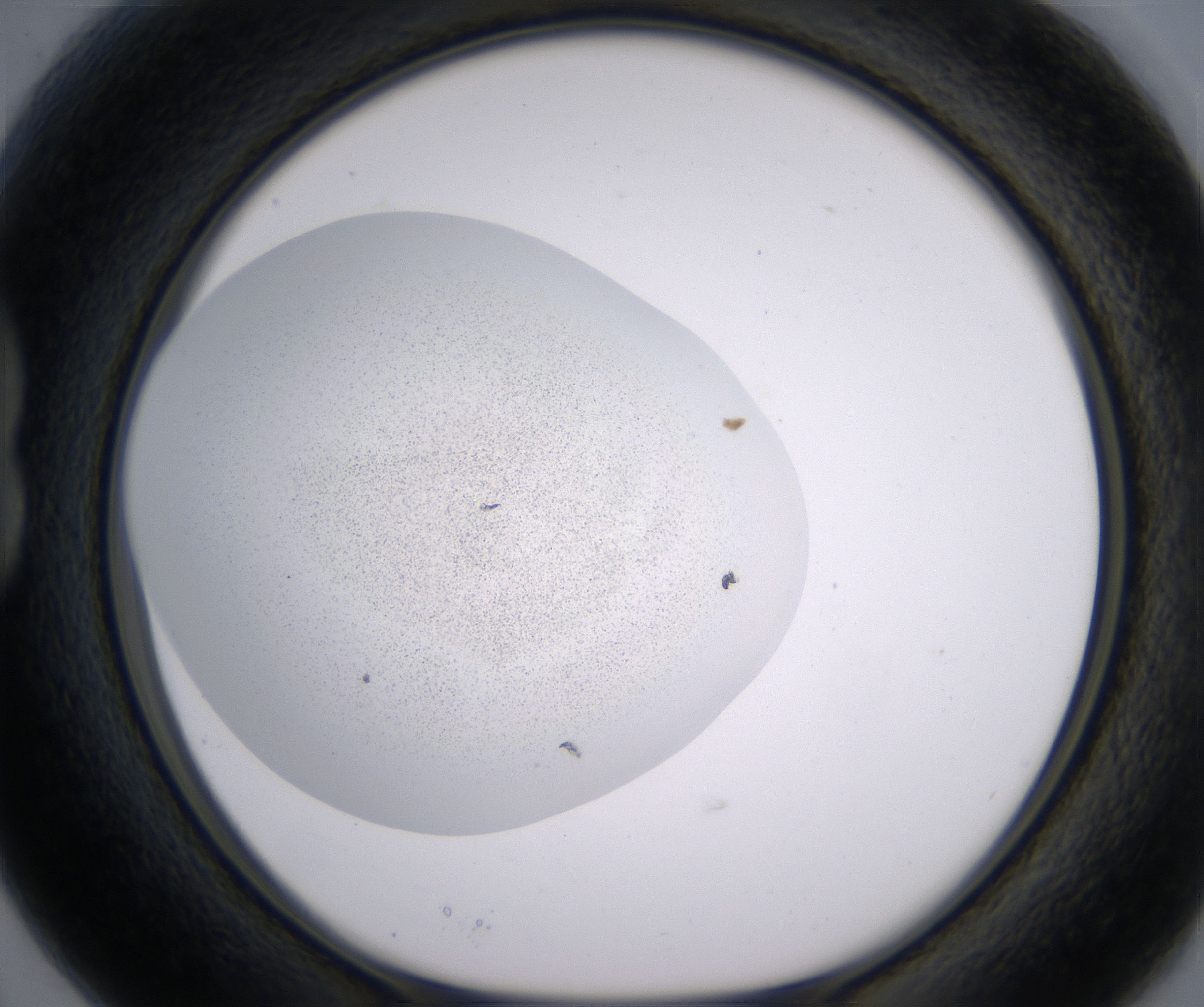 B3_HighResolution_Precipitate_1.jpg