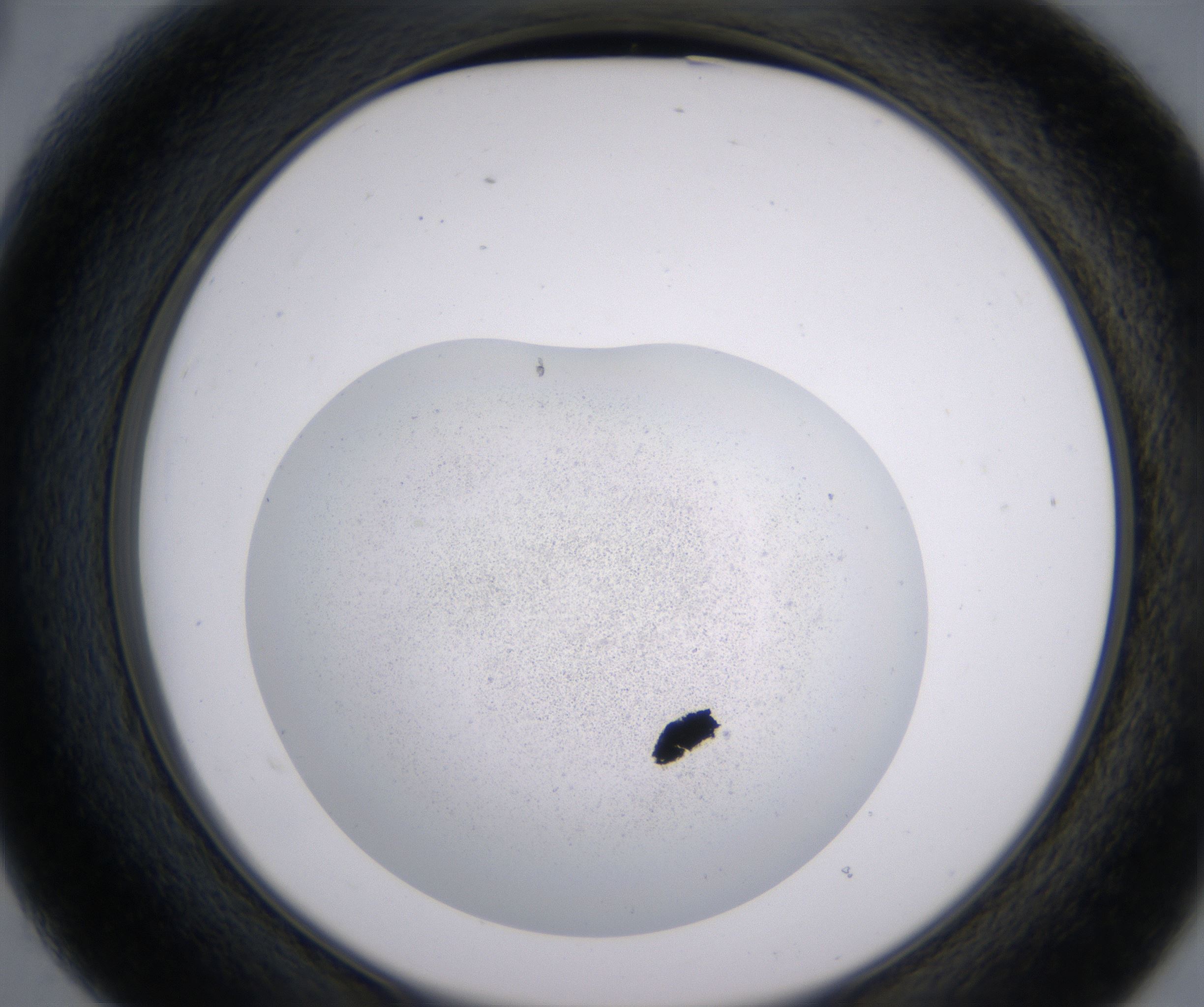 B3_HighResolution_Precipitate_2.jpg