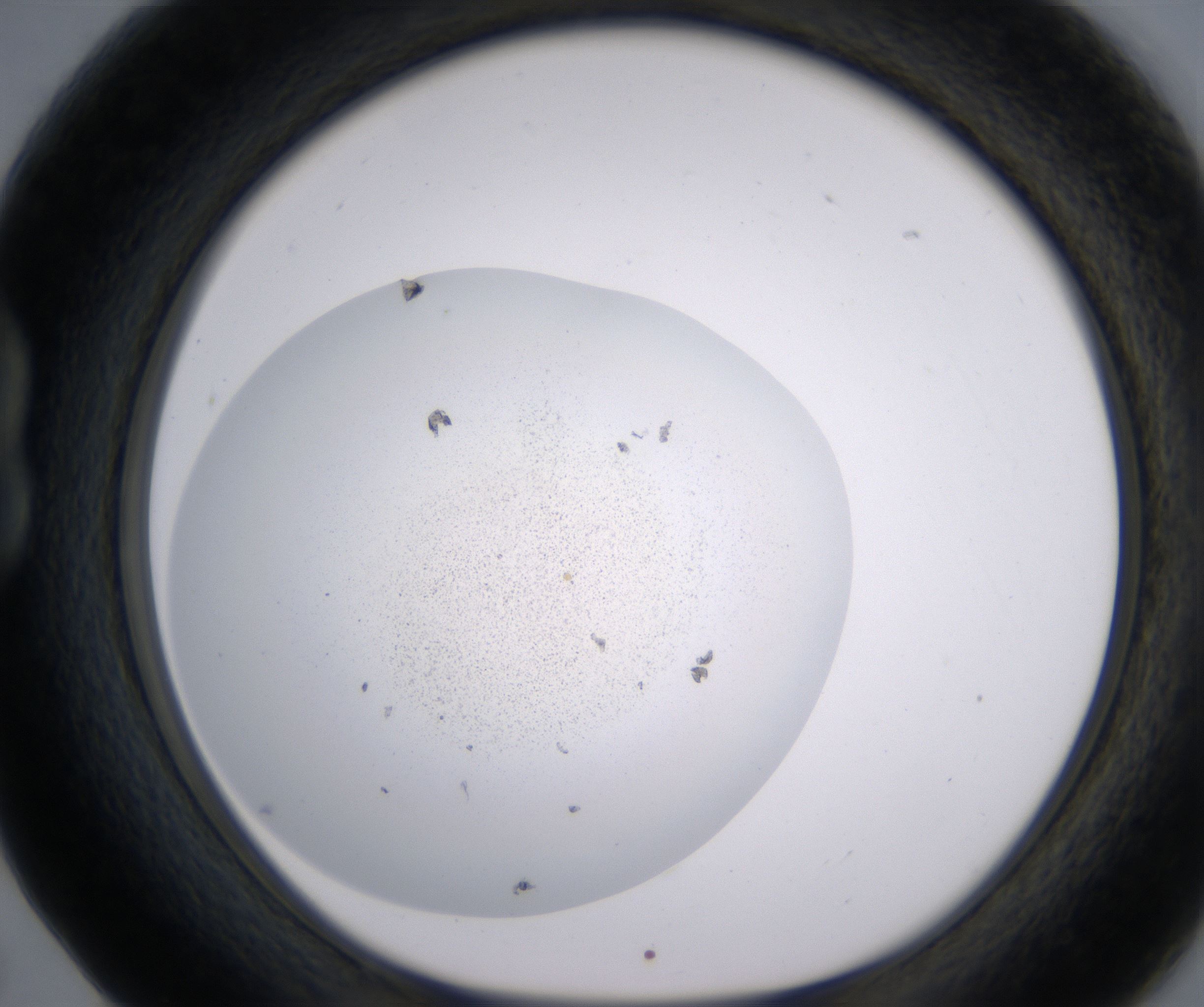 B5_HighResolution_Precipitate_1.jpg