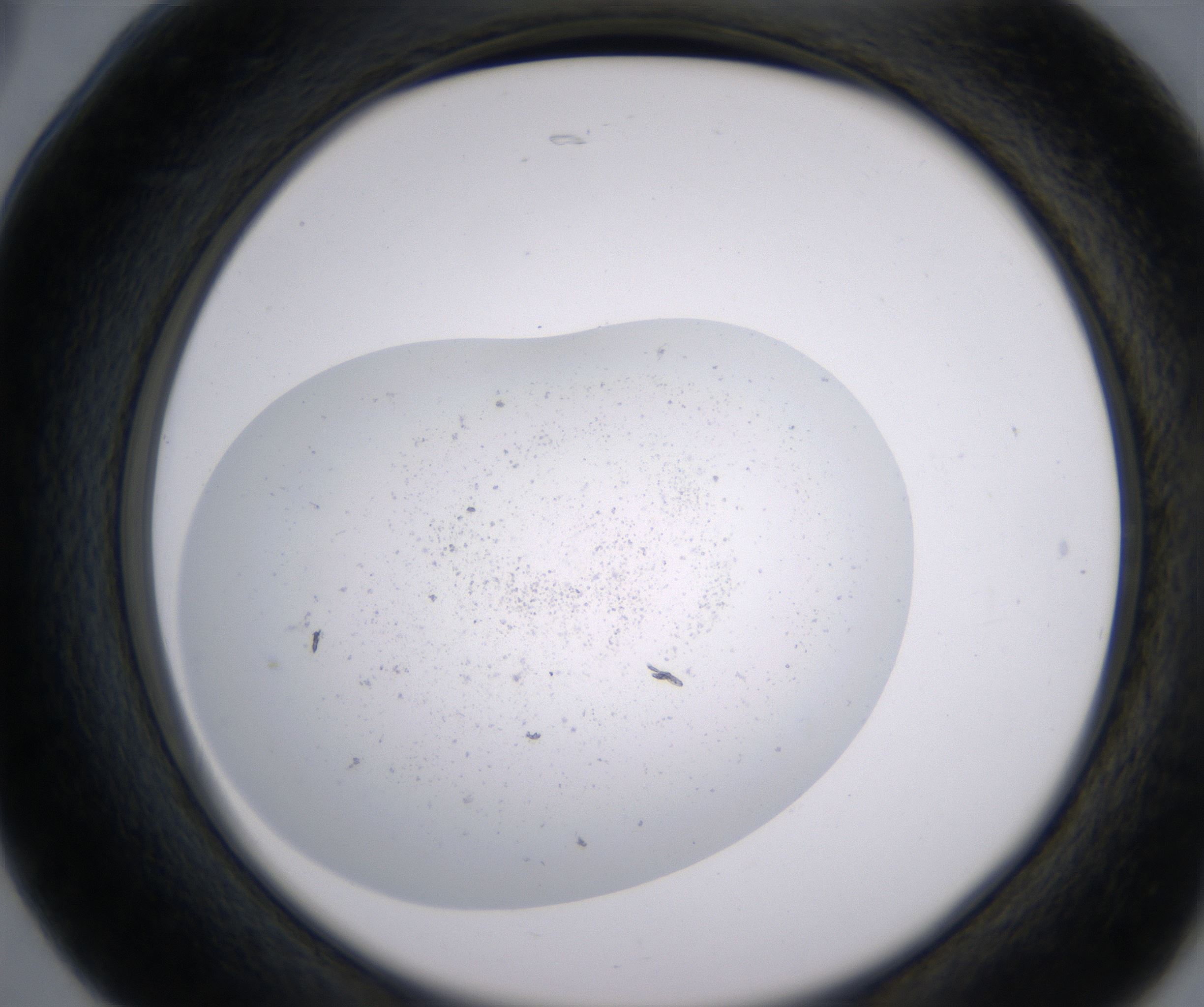 B5_HighResolution_Precipitate_2.jpg