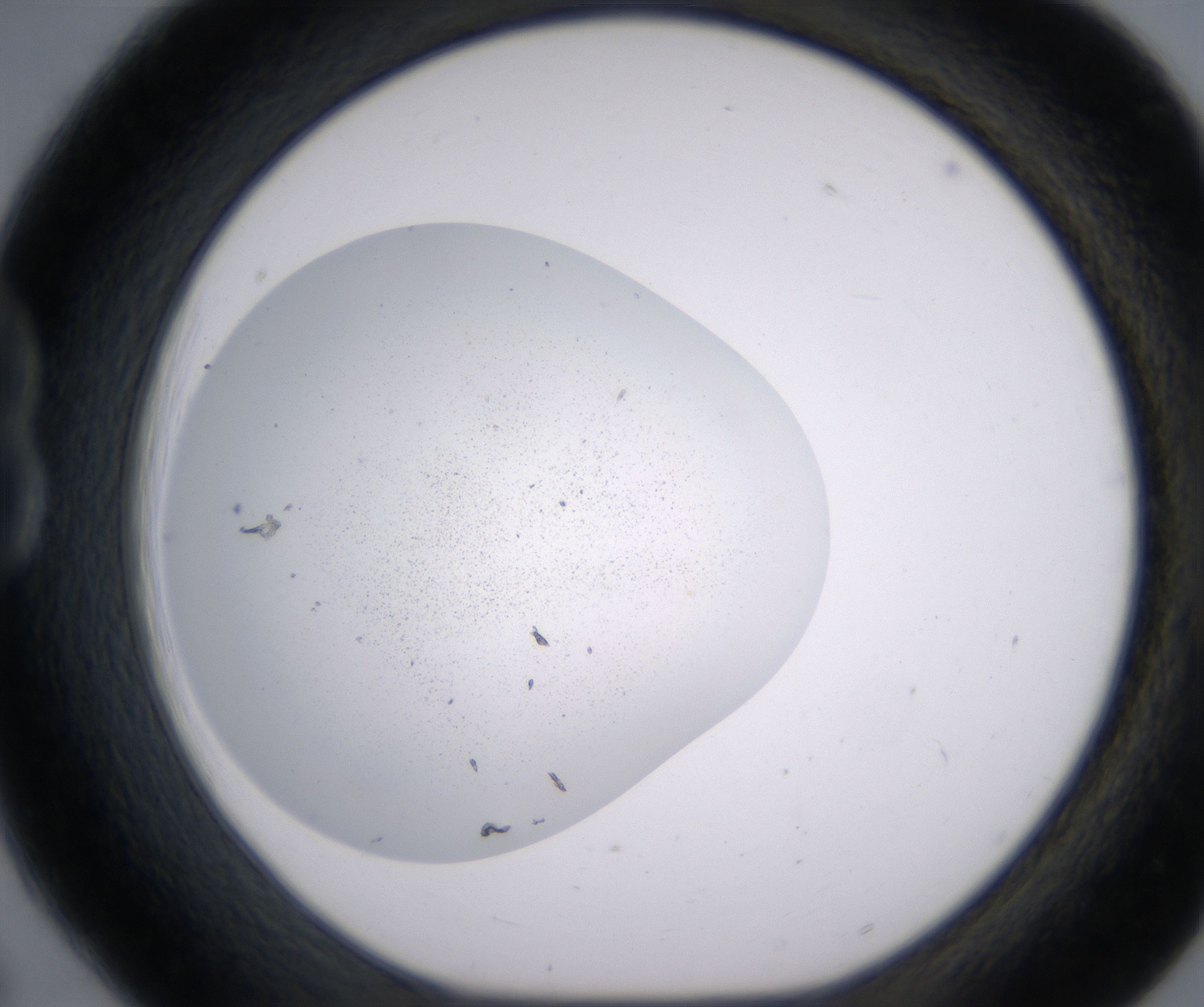 B6_HighResolution_Precipitate_1.jpg