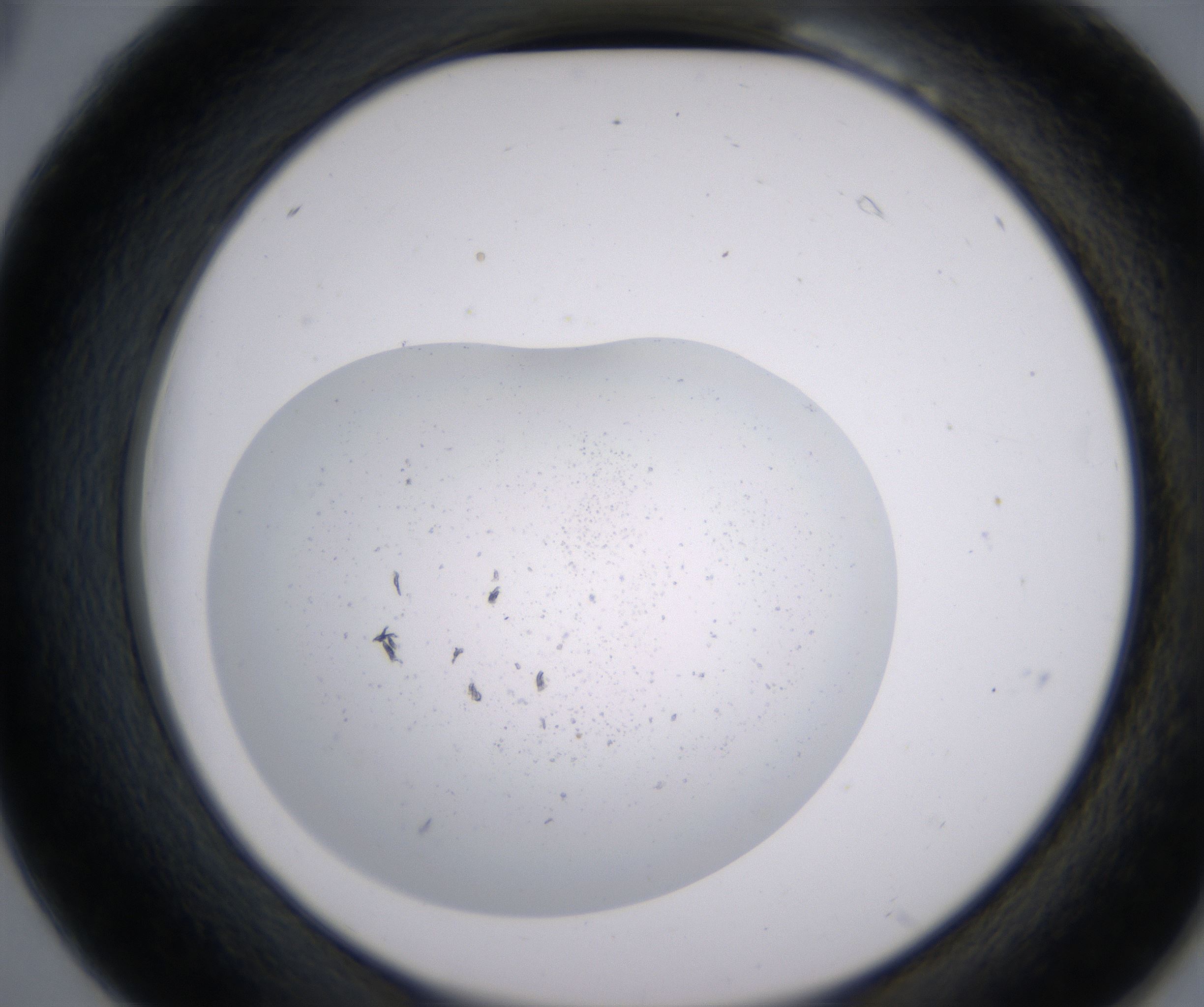 B6_HighResolution_Precipitate_2.jpg