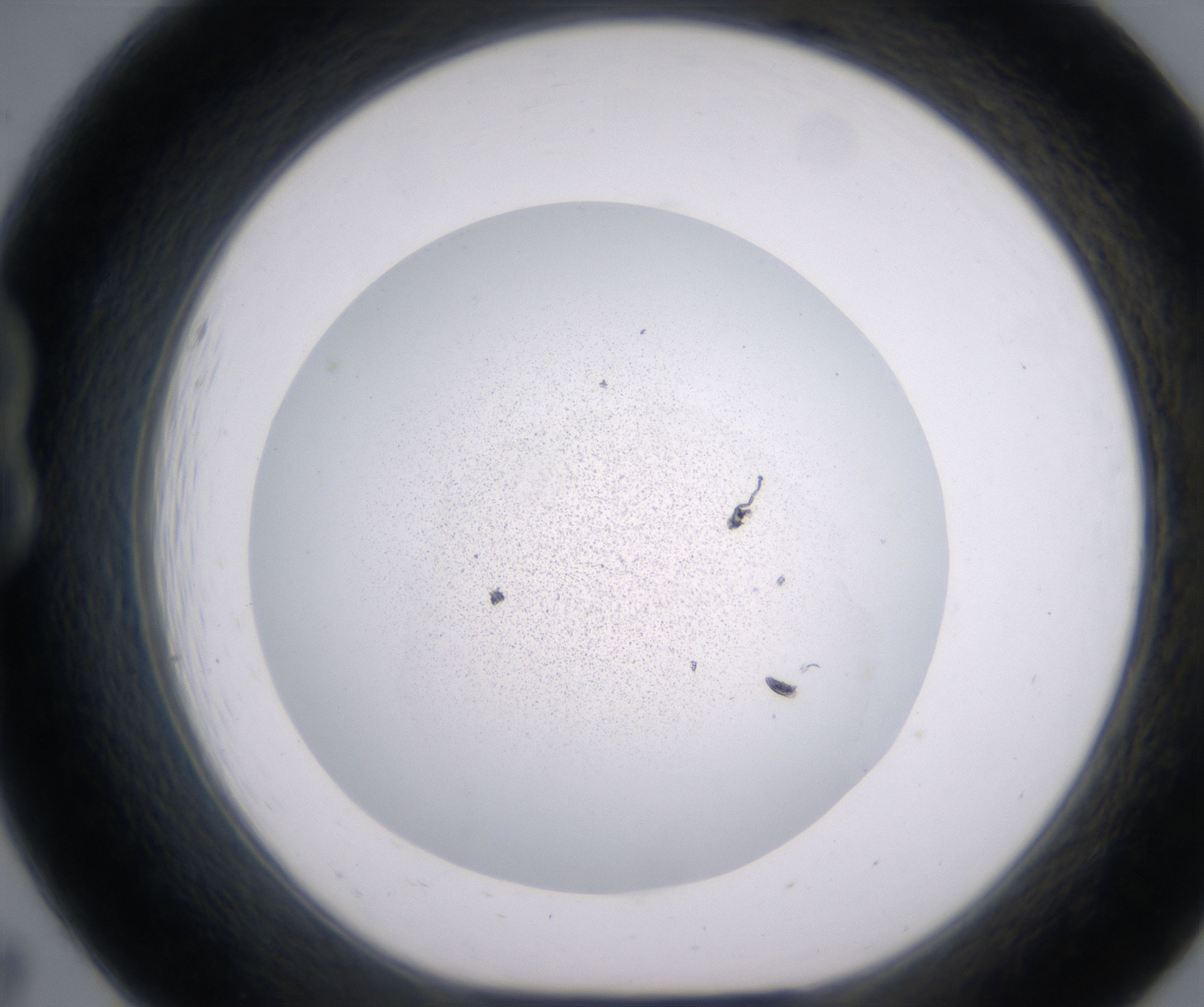 B7_HighResolution_Precipitate_1.jpg