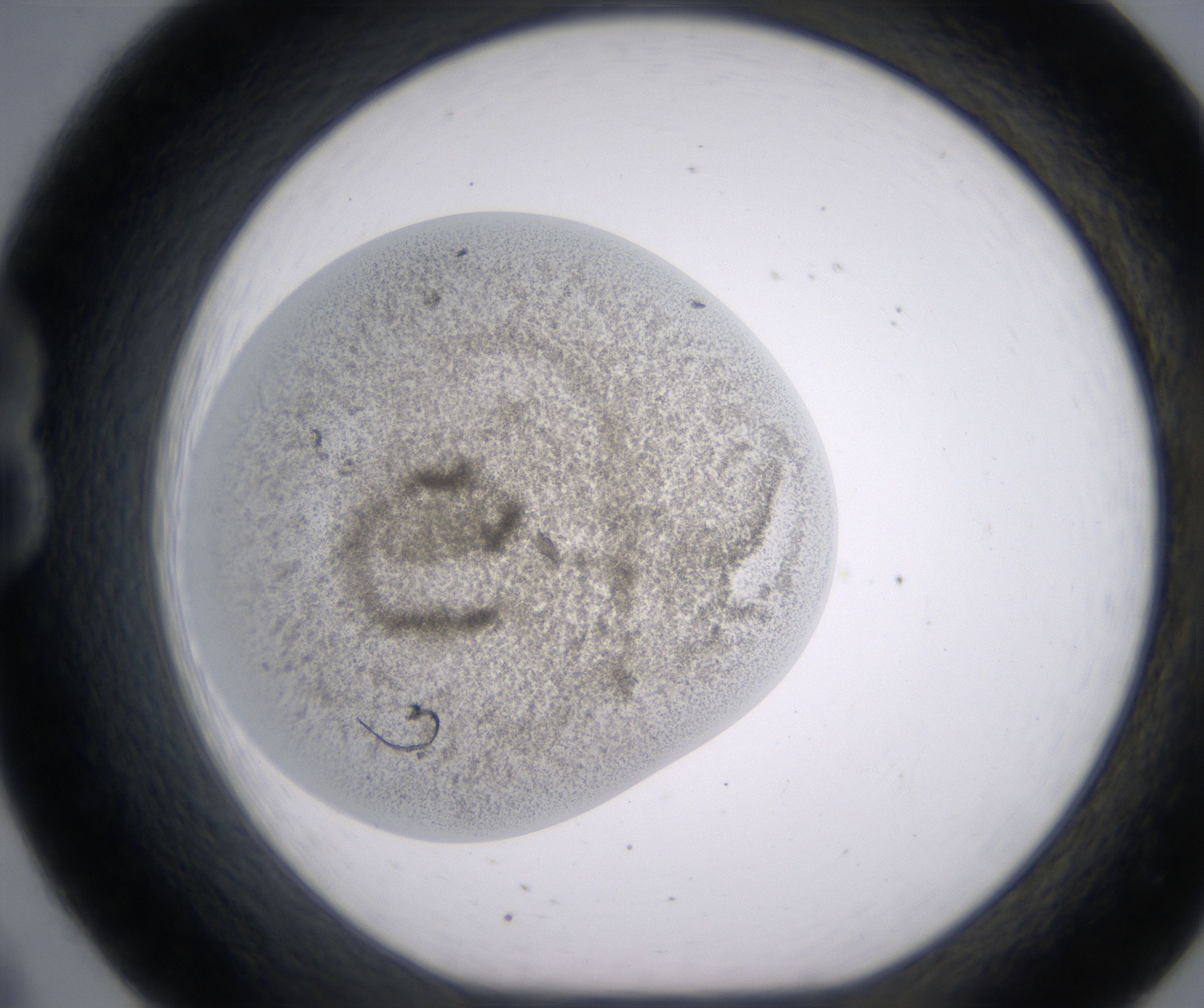 B8_HighResolution_Precipitate_1.jpg