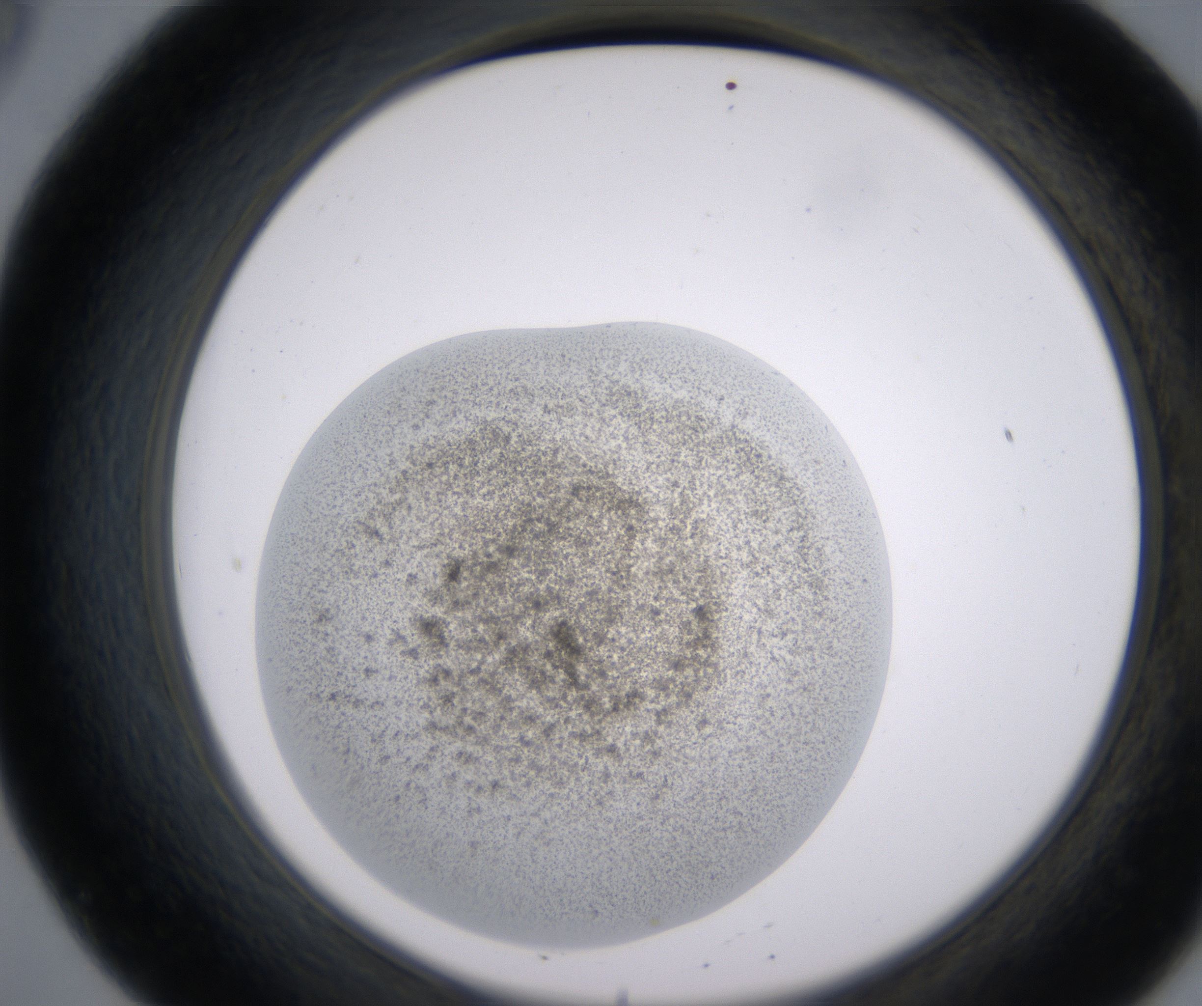 B8_HighResolution_Precipitate_2.jpg