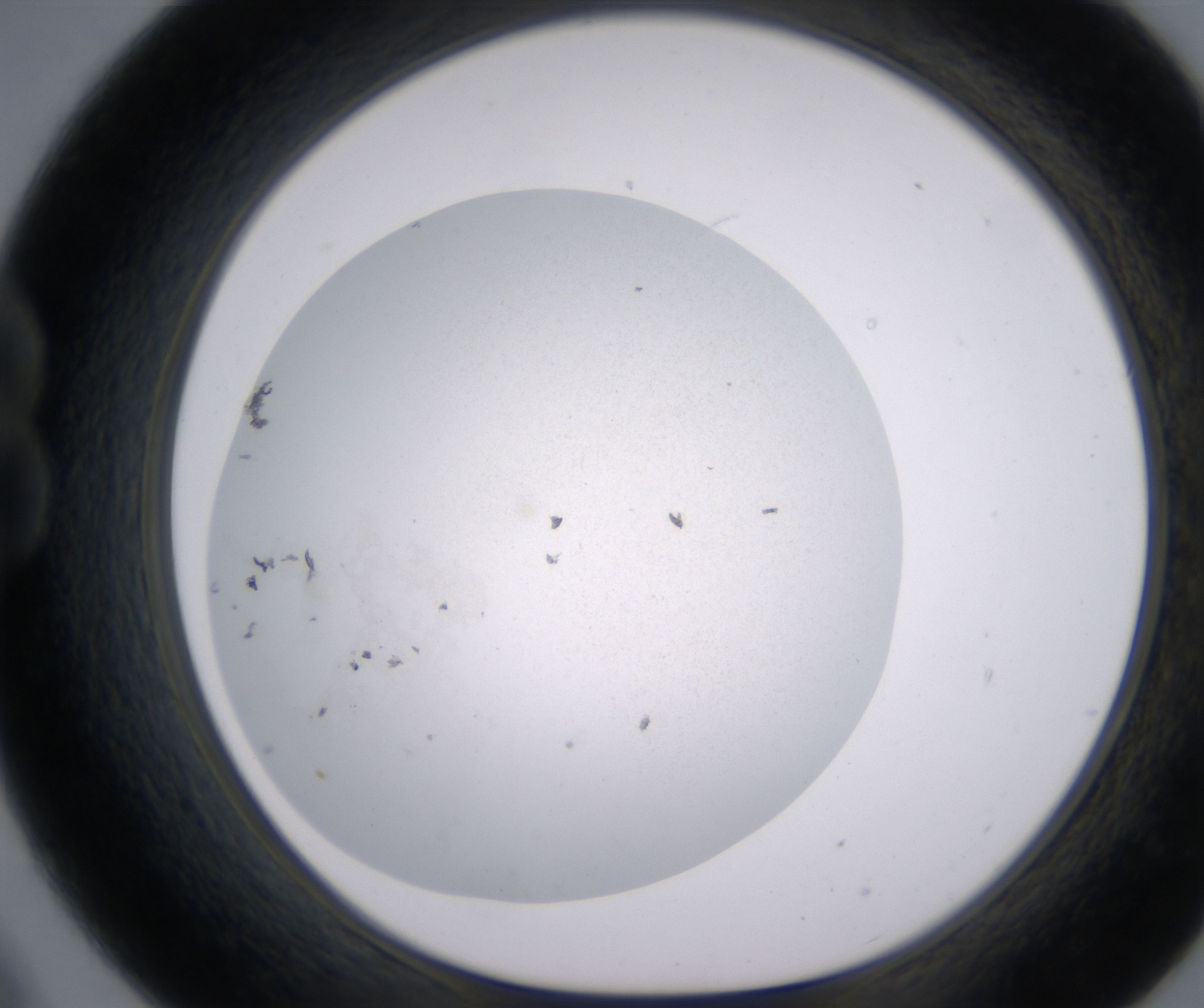B9_HighResolution_Precipitate_1.jpg