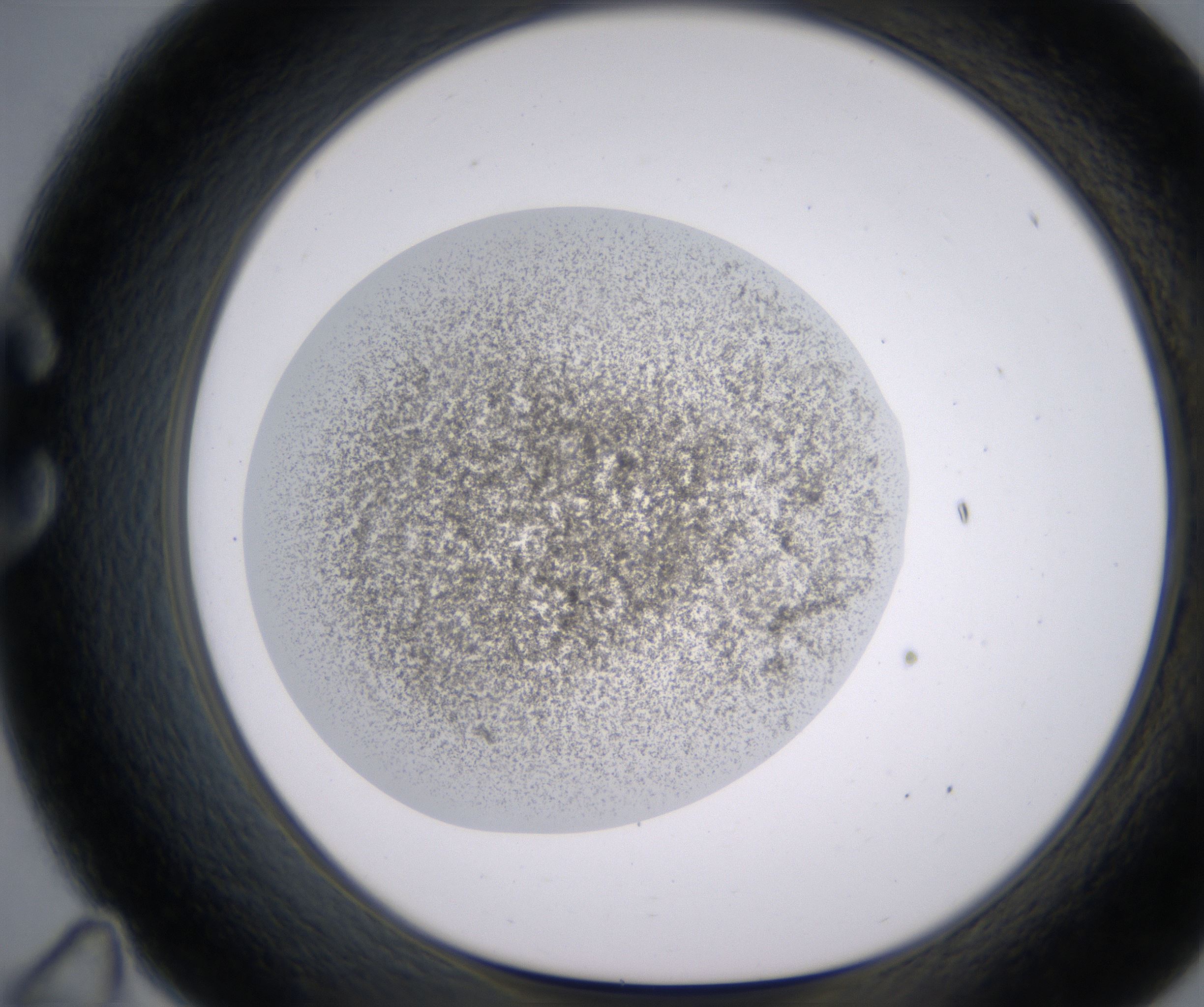C11_HighResolution_Precipitate_1.jpg