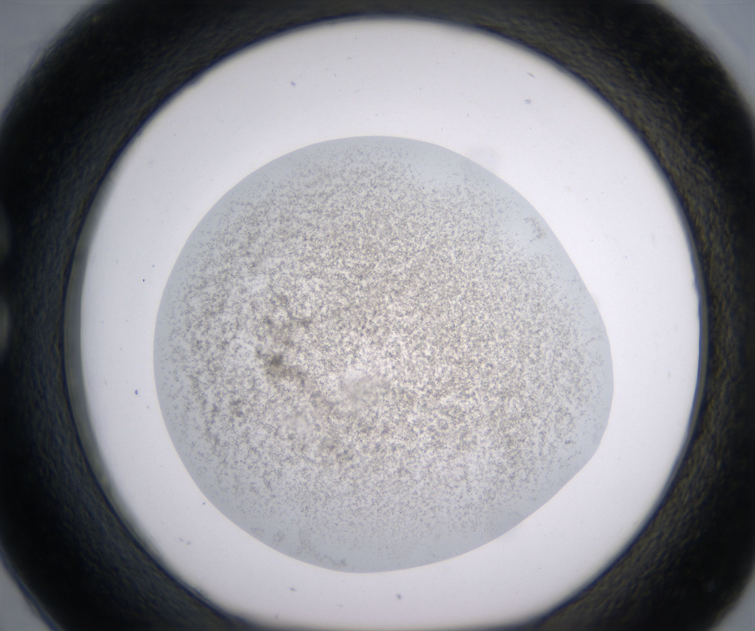 C2_HighResolution_Precipitate_1.jpg