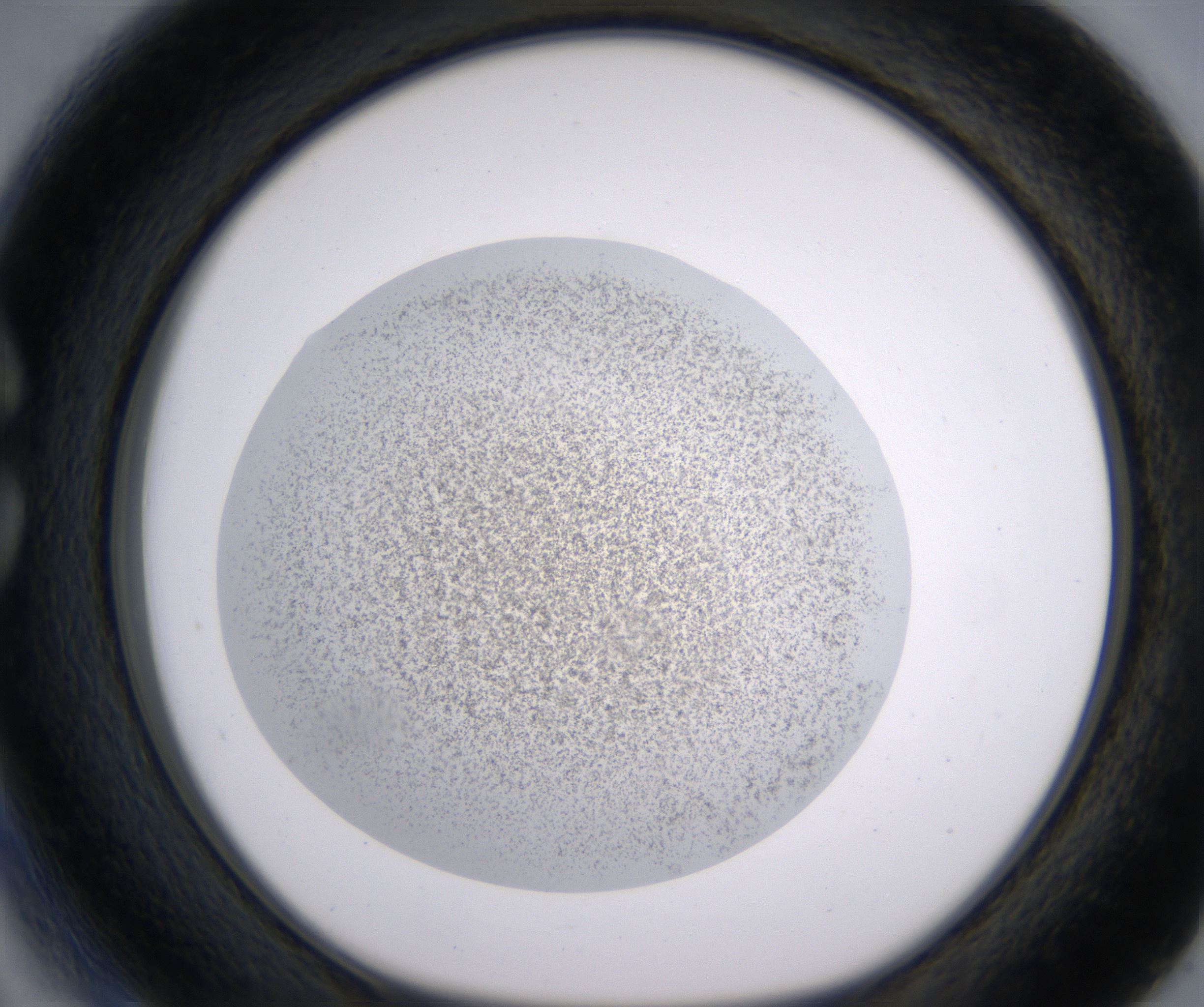 C3_HighResolution_Precipitate_1.jpg