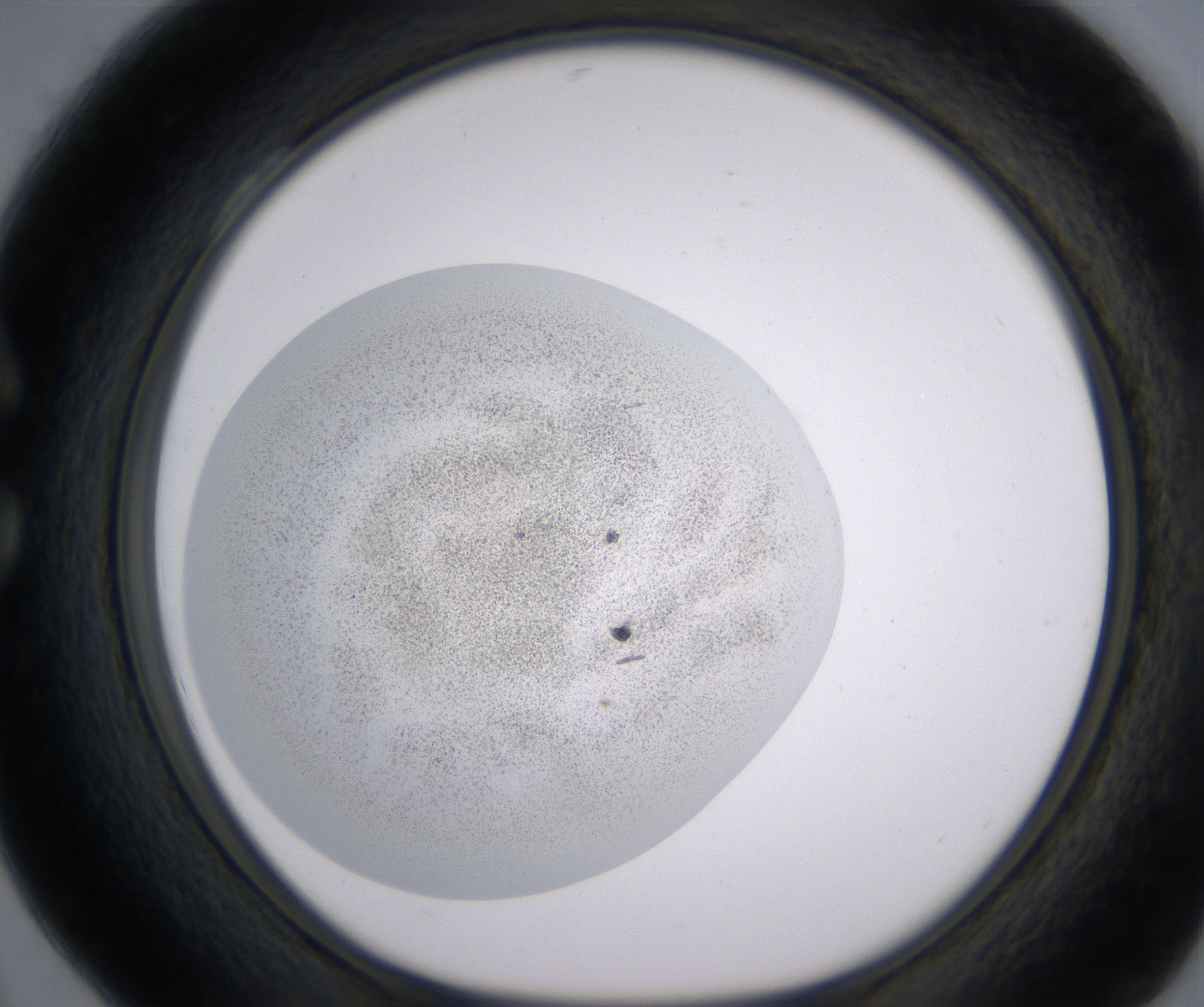 C4_HighResolution_Precipitate_1.jpg