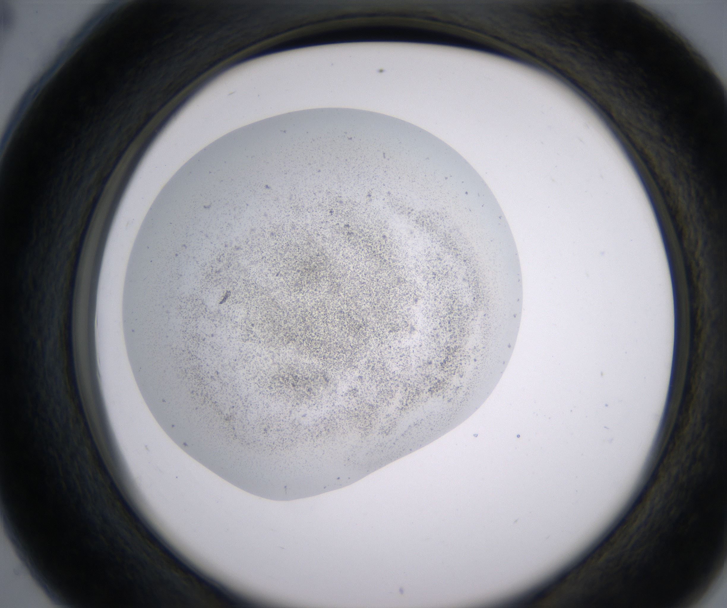 C4_HighResolution_Precipitate_2.jpg