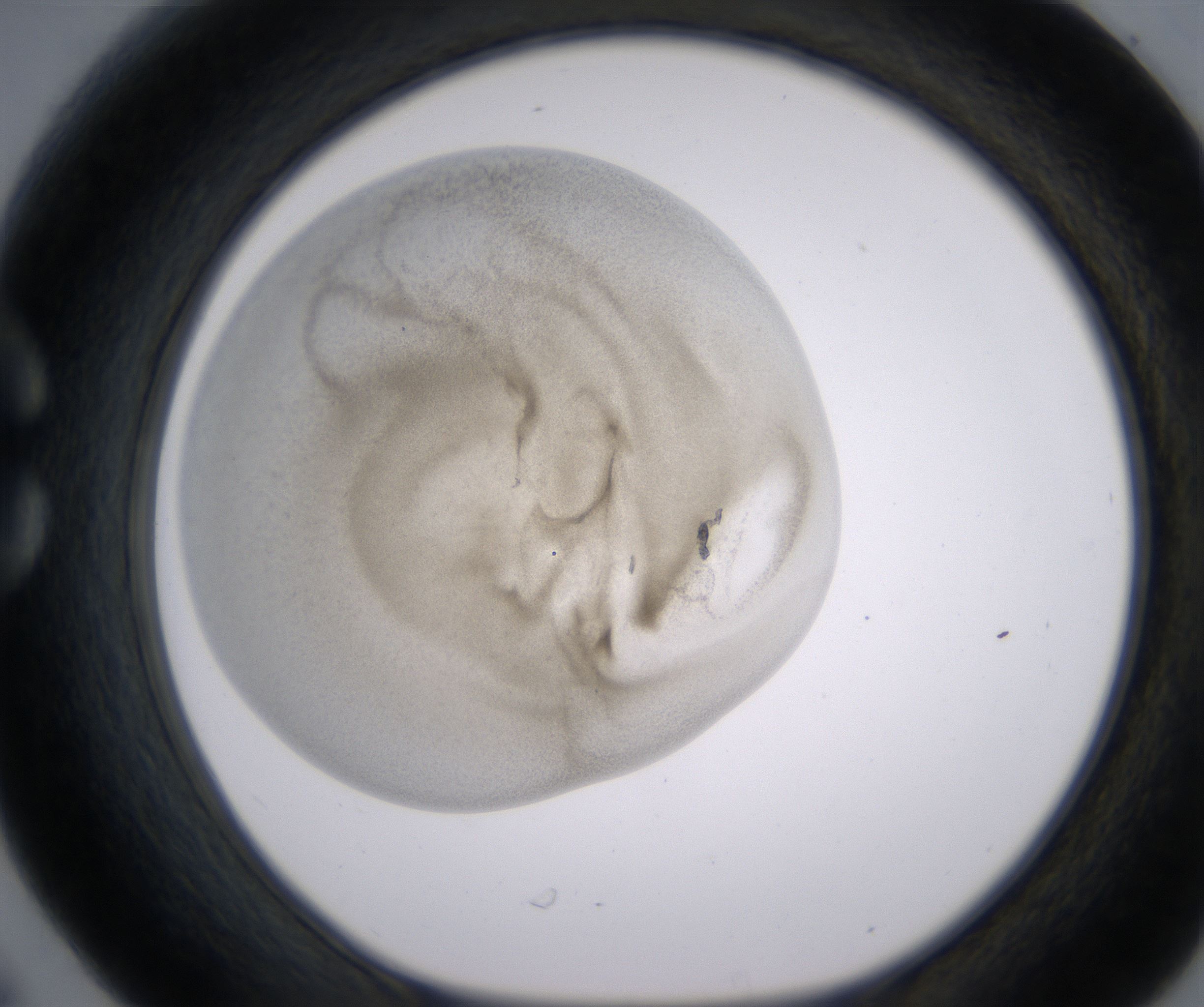 C6_HighResolution_Precipitate_1.jpg