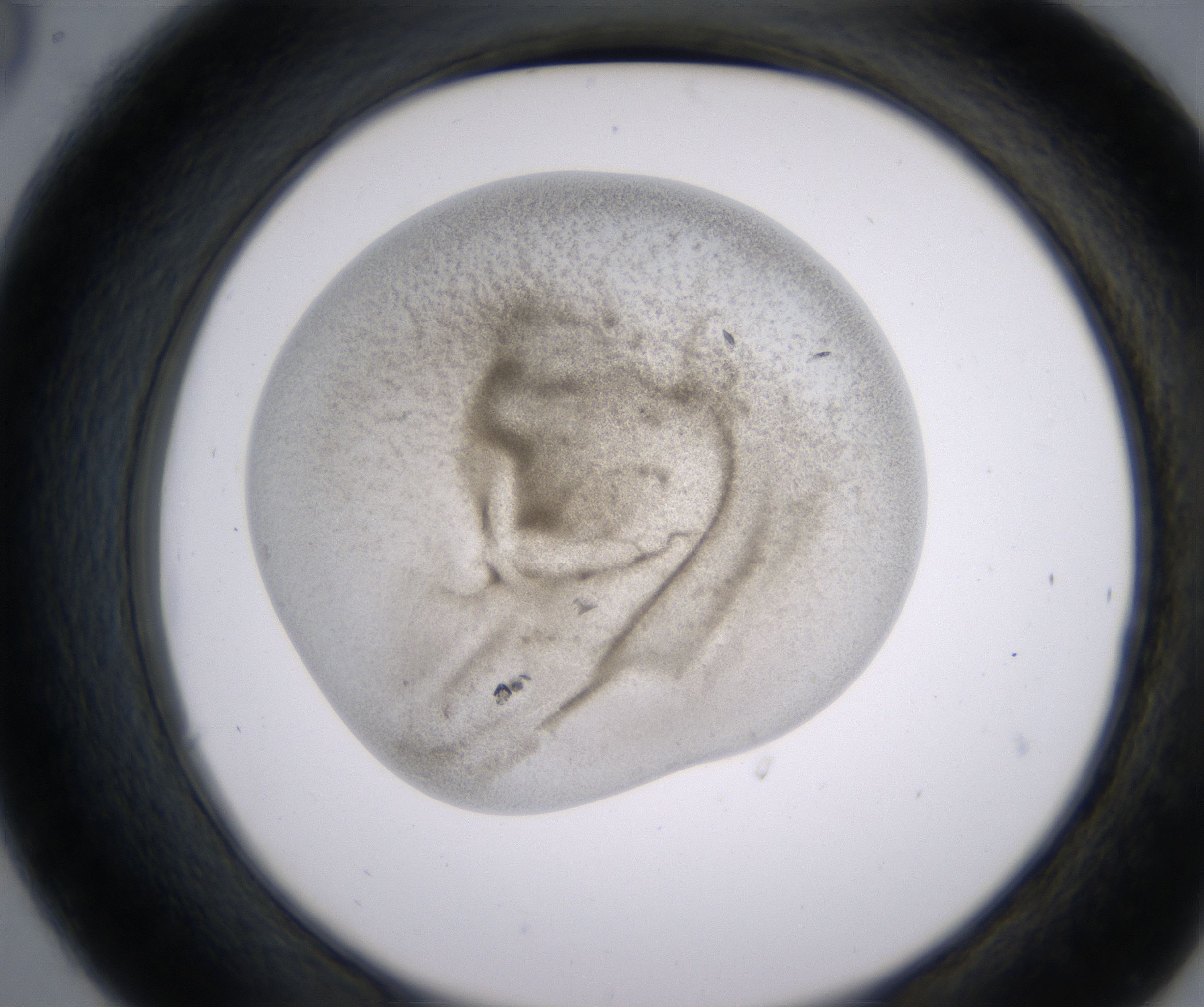 C6_HighResolution_Precipitate_2.jpg