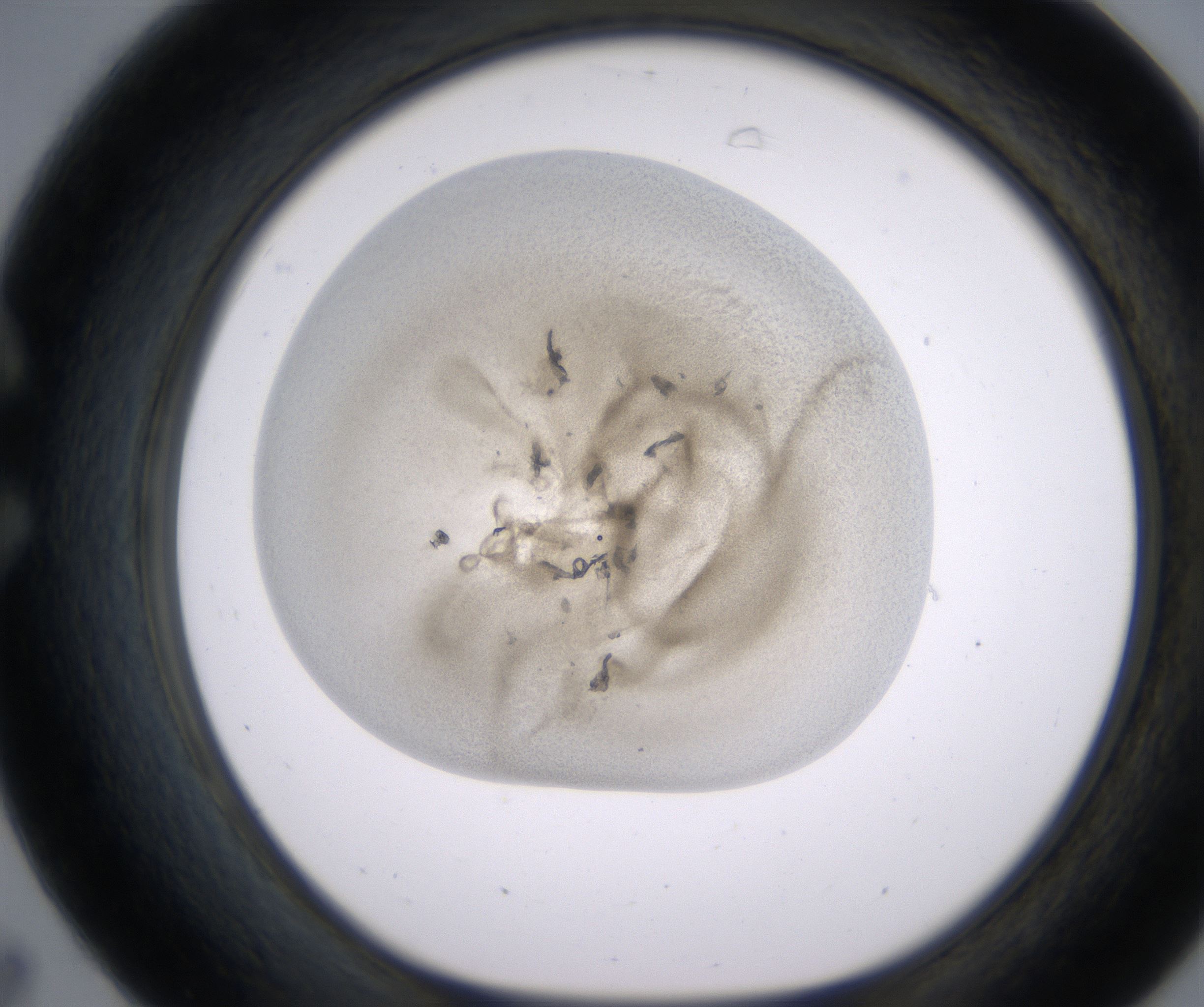 C7_HighResolution_Precipitate_1.jpg