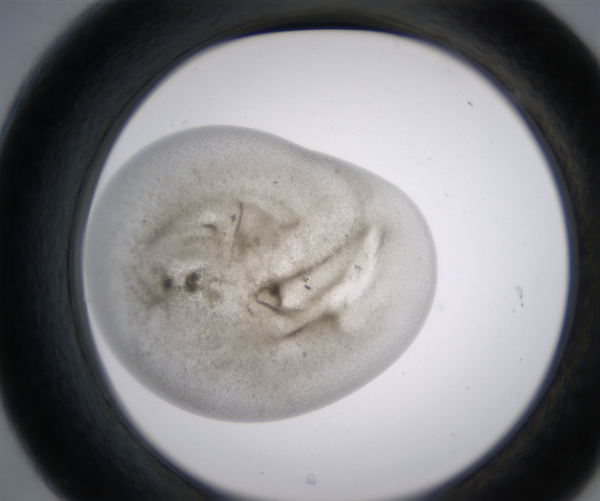 C7_HighResolution_Precipitate_2.jpg