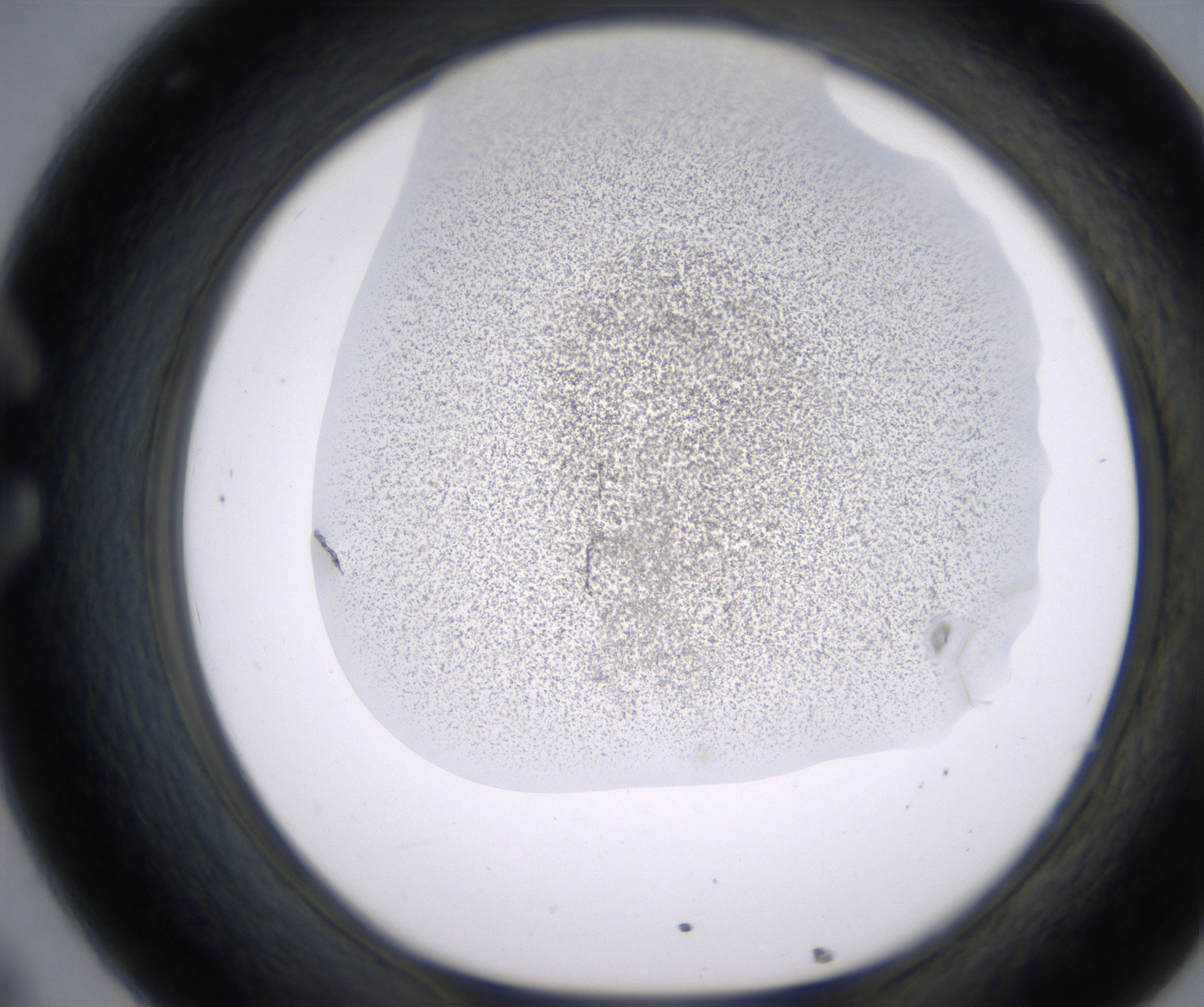 C8_HighResolution_Precipitate_1.jpg