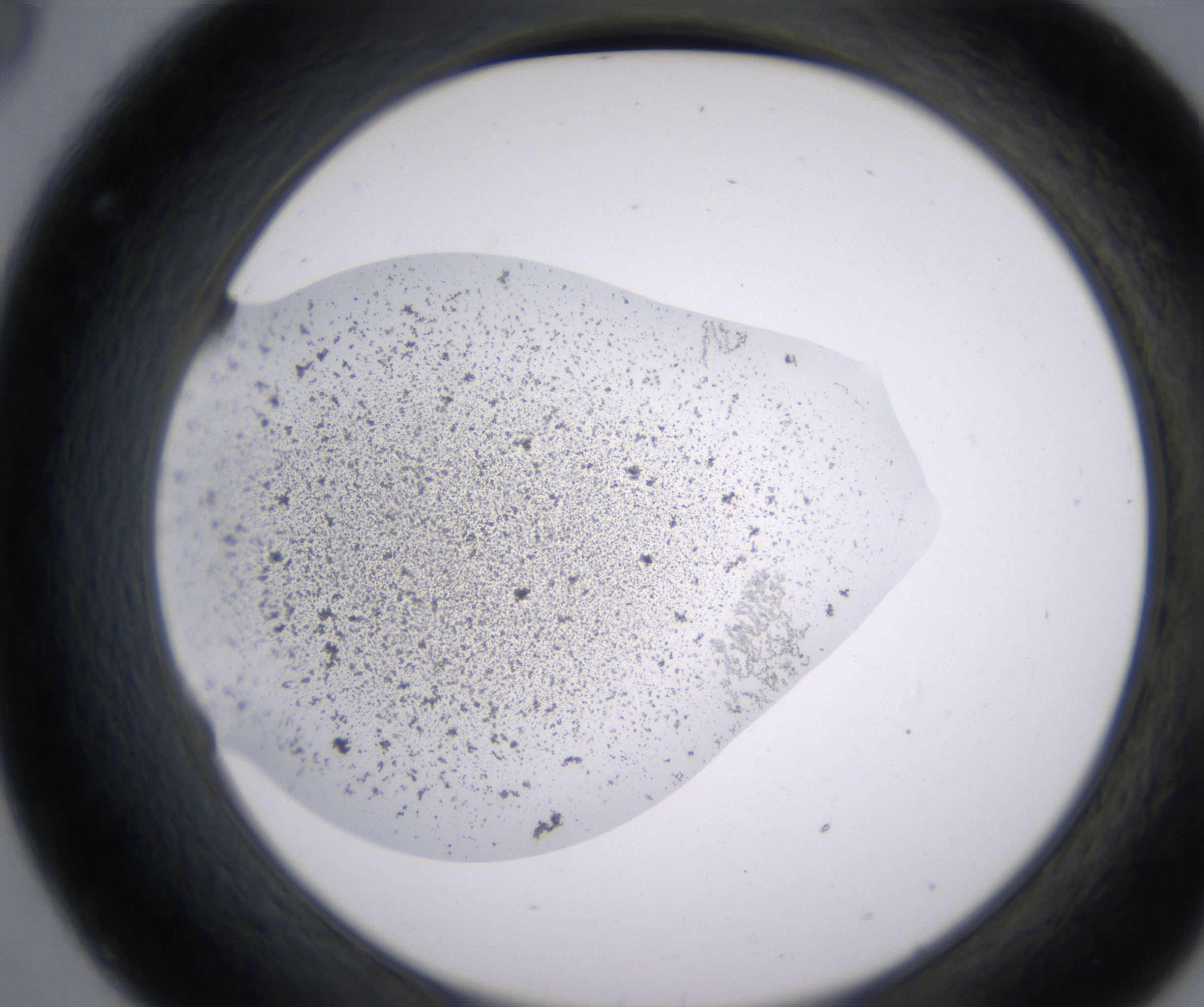 C8_HighResolution_Precipitate_2.jpg