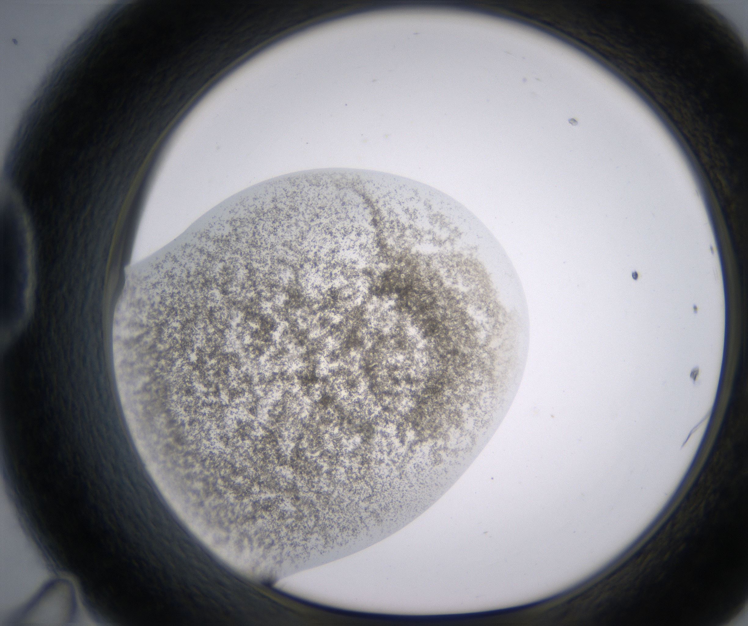 D11_HighResolution_Precipitate_1.jpg