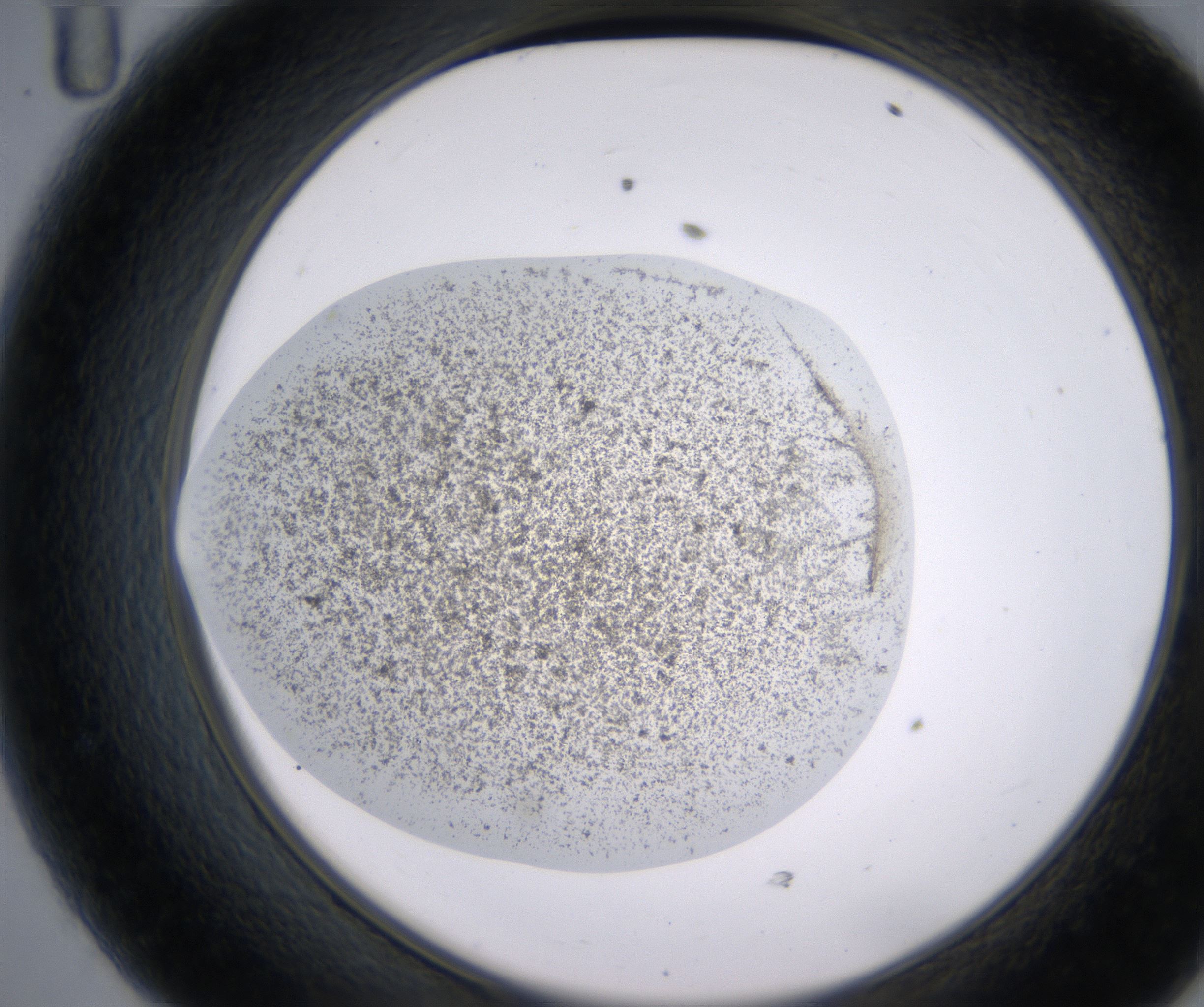 D11_HighResolution_Precipitate_2.jpg