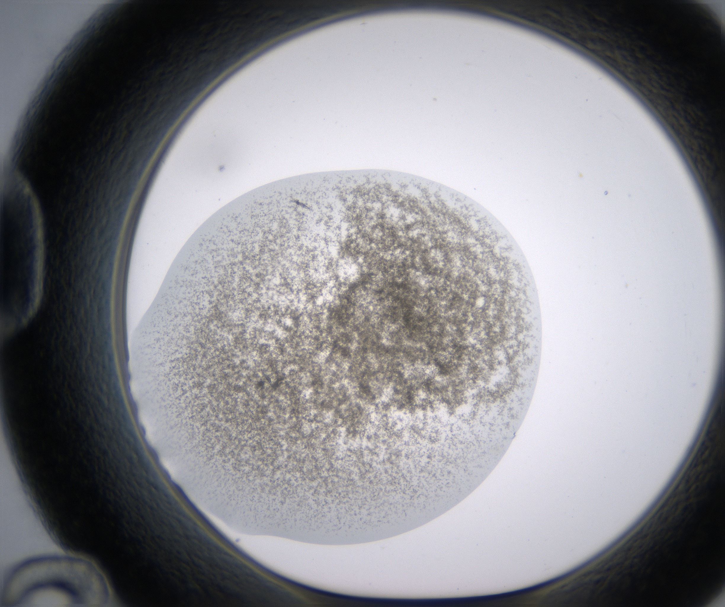 D12_HighResolution_Precipitate_1.jpg