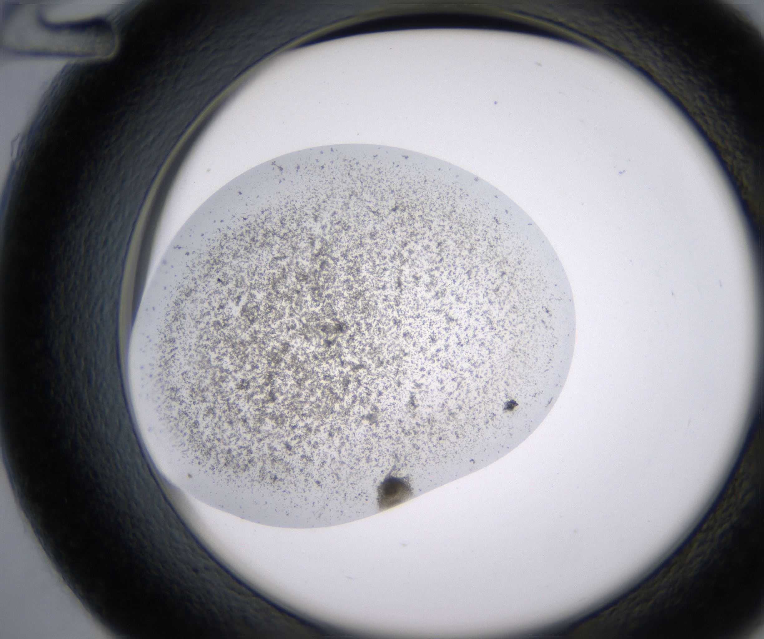 D12_HighResolution_Precipitate_2.jpg