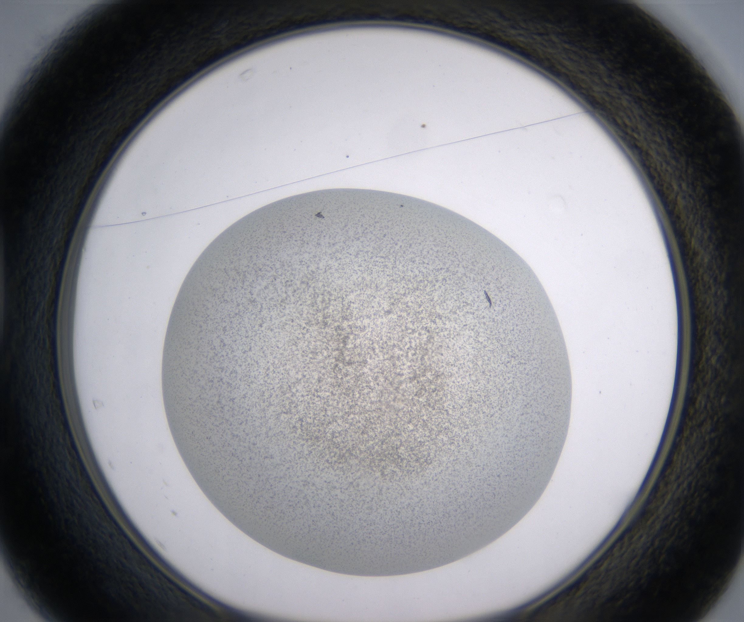 D1_HighResolution_Precipitate_1.jpg