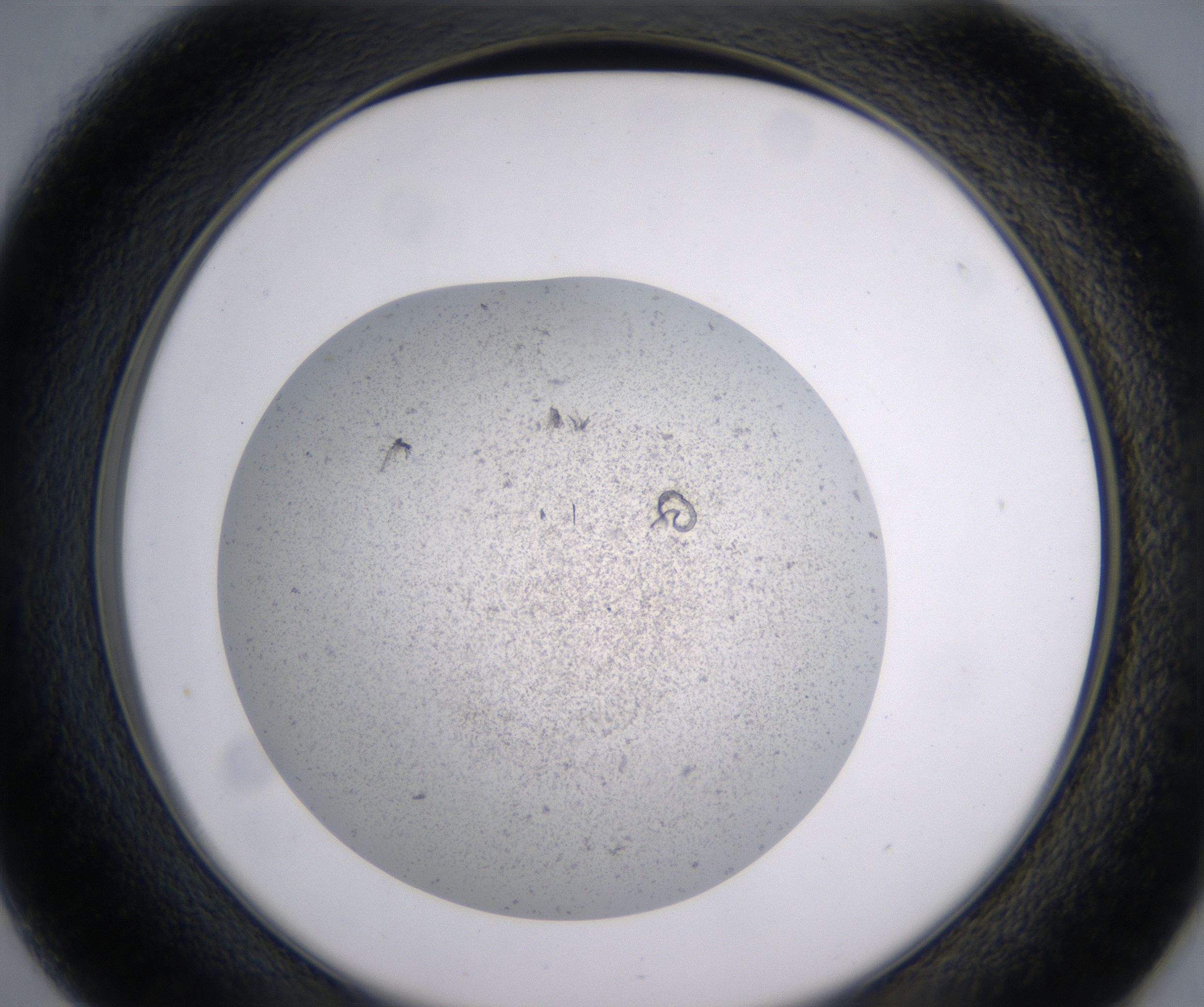 D1_HighResolution_Precipitate_2.jpg