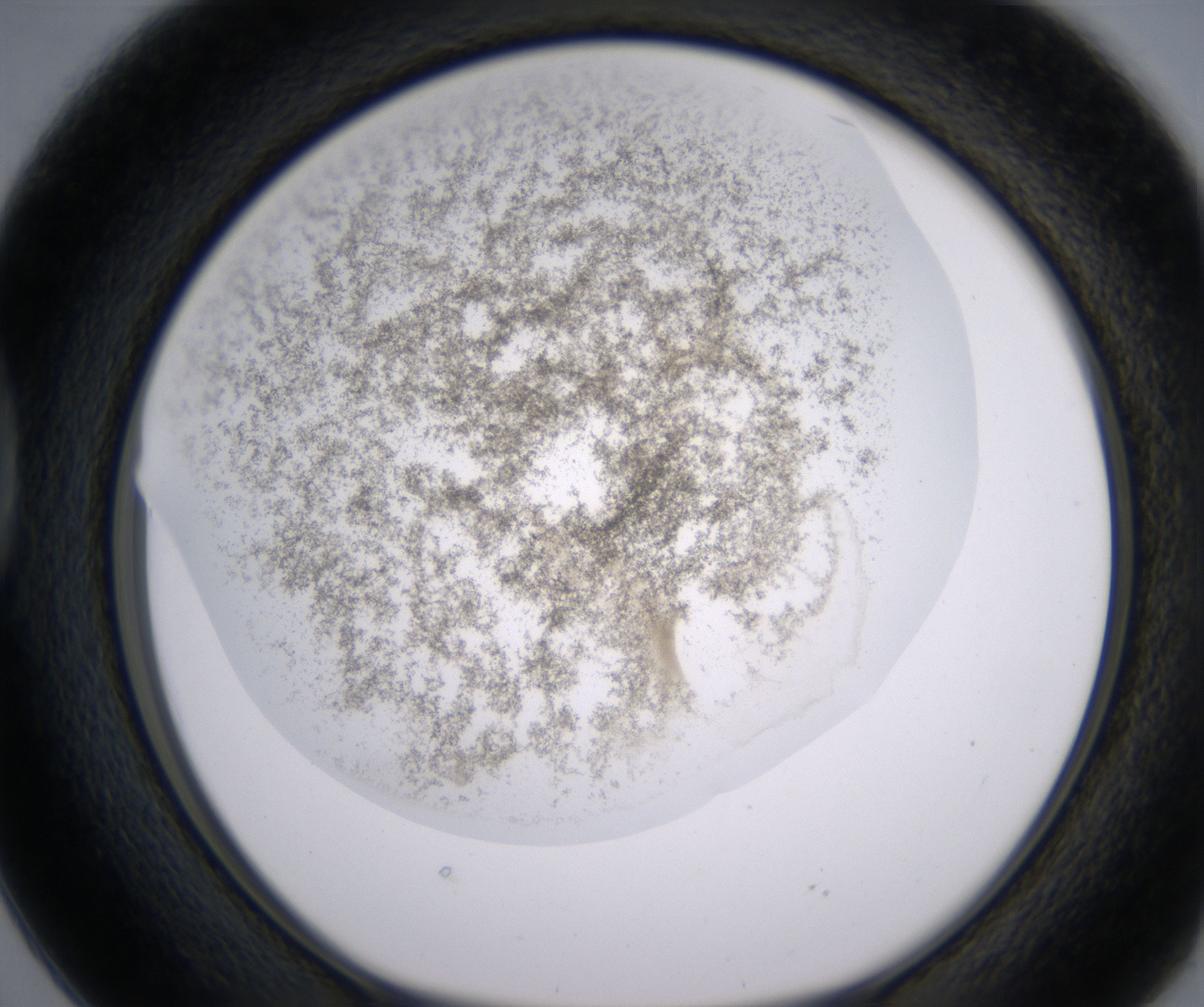 D2_HighResolution_Precipitate_1.jpg